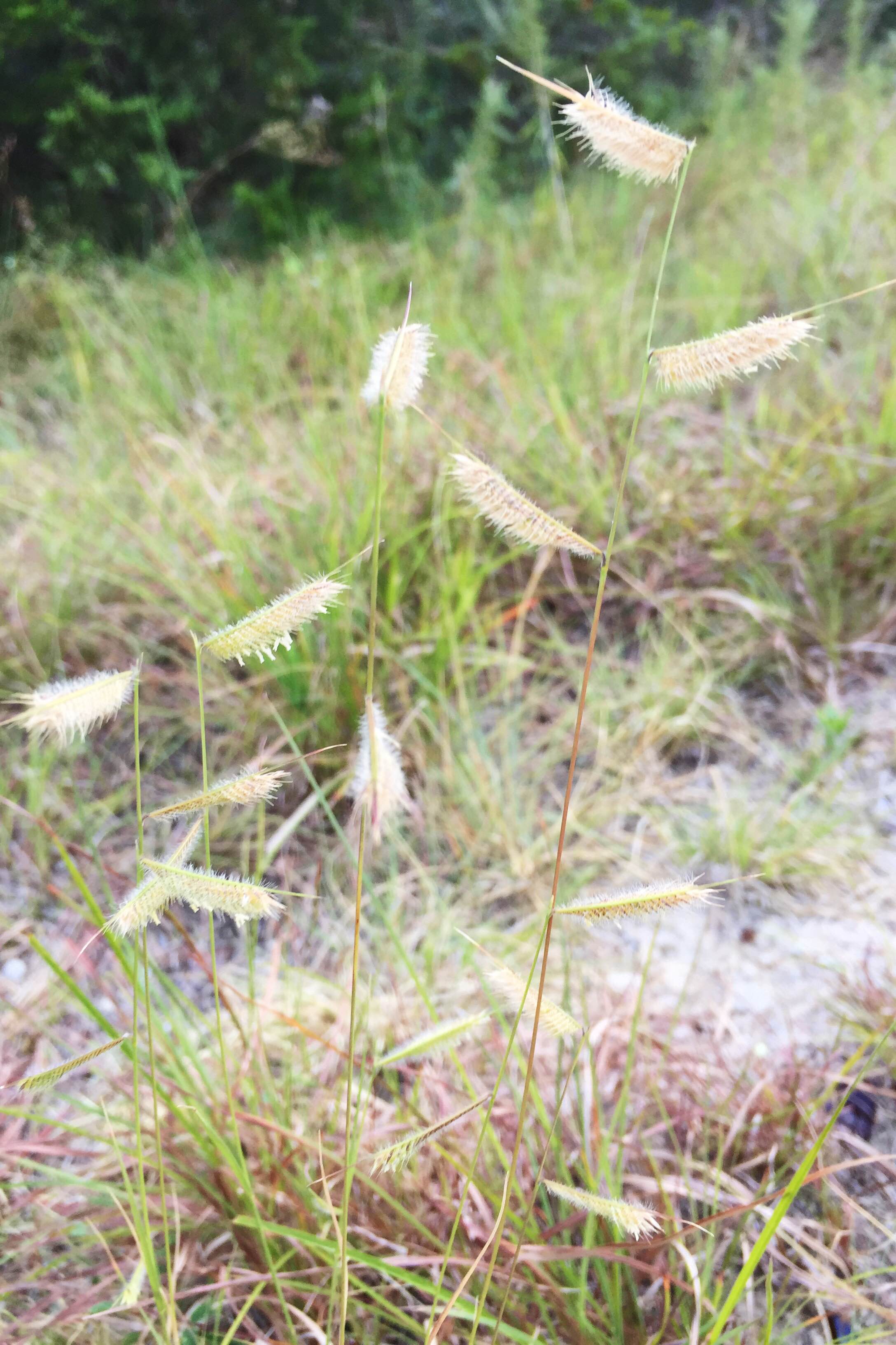 Bouteloua gracilis, Blue Grama