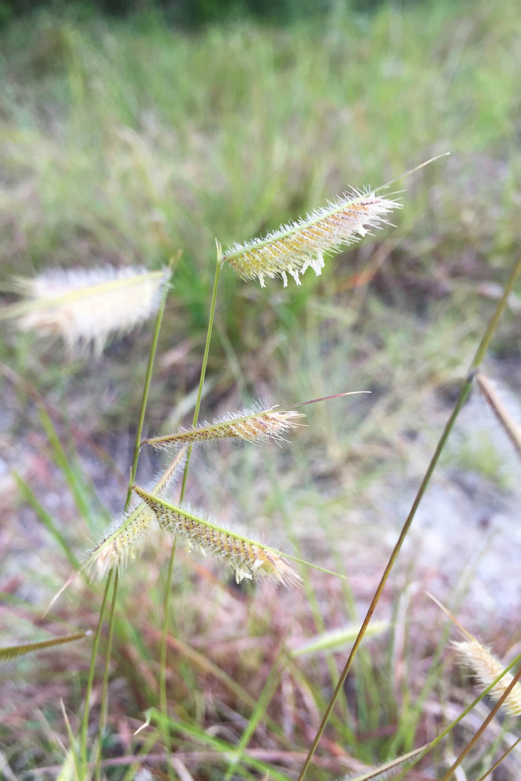 Bouteloua gracilis, Blue Grama