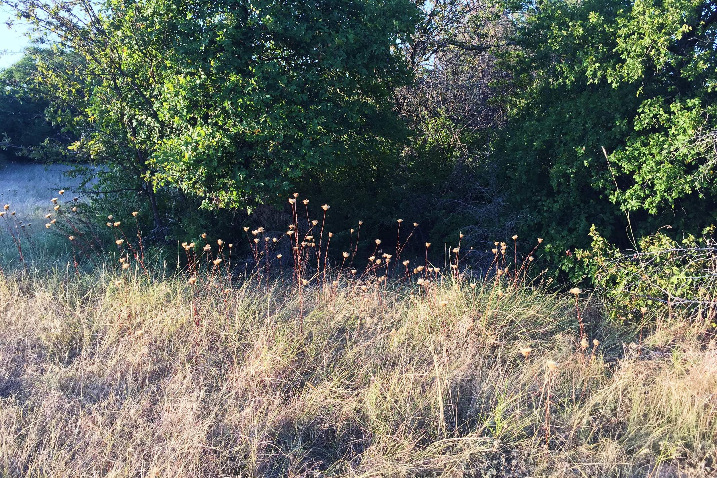 Centaurea americana, American Basketflower
