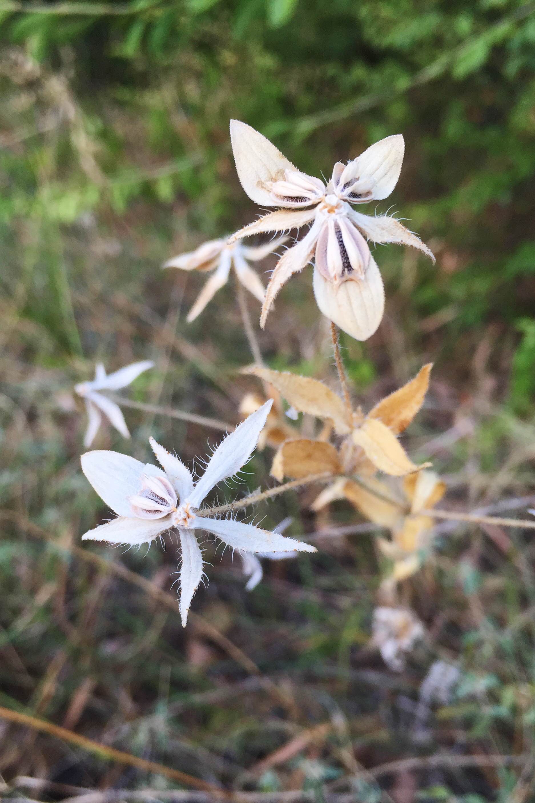 Lindheimera texana, Texas Yellowstar
