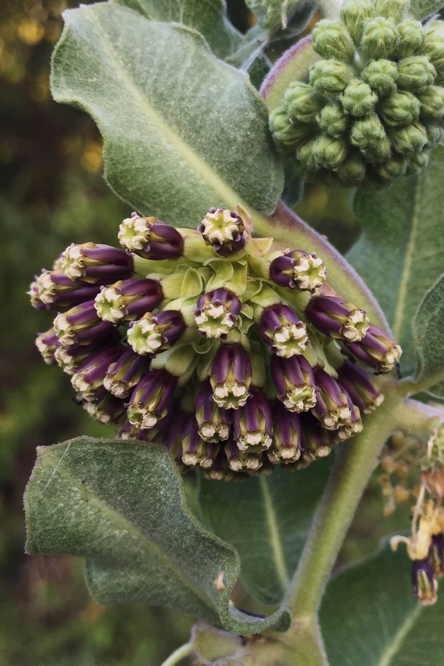 Asclepias viridiflora, Green Comet Milkweed