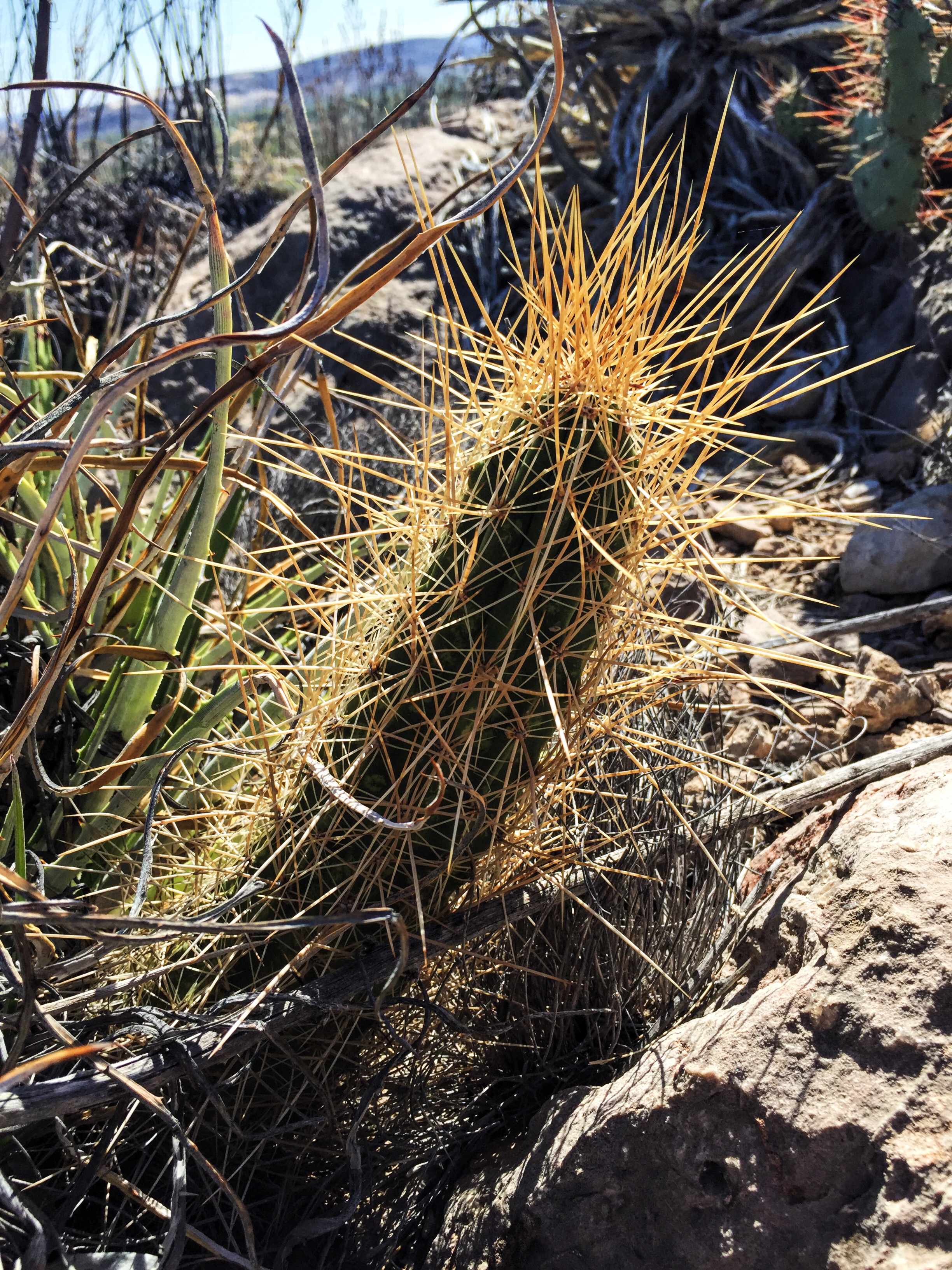 Echinocereus stramineus var. stramineus