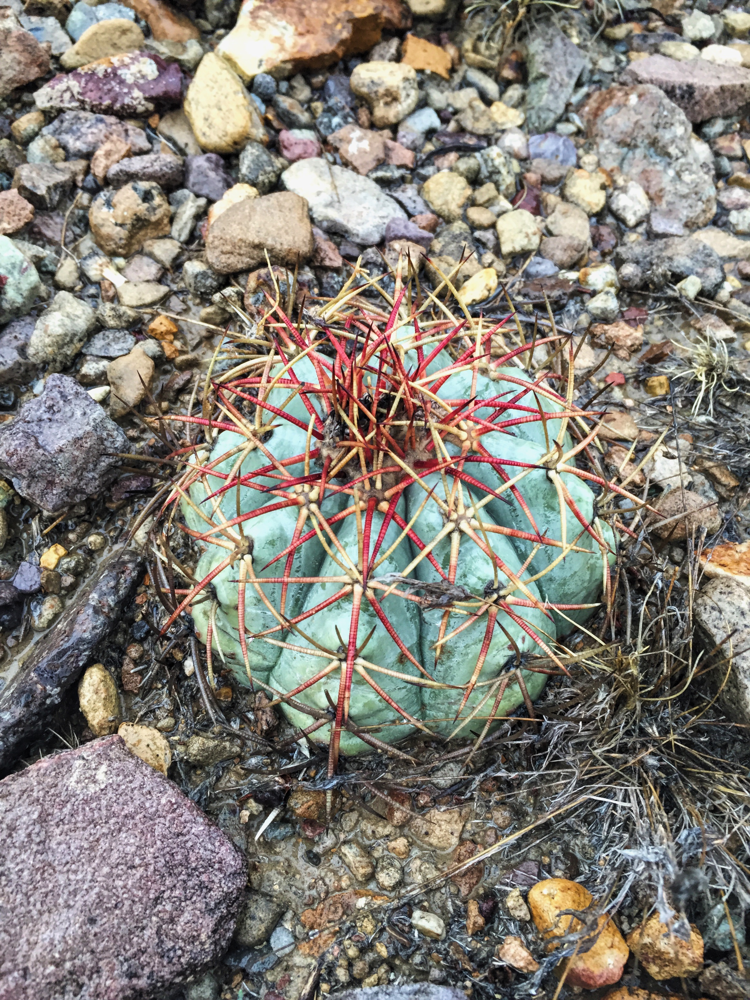 Echinocactus horizonthalonius