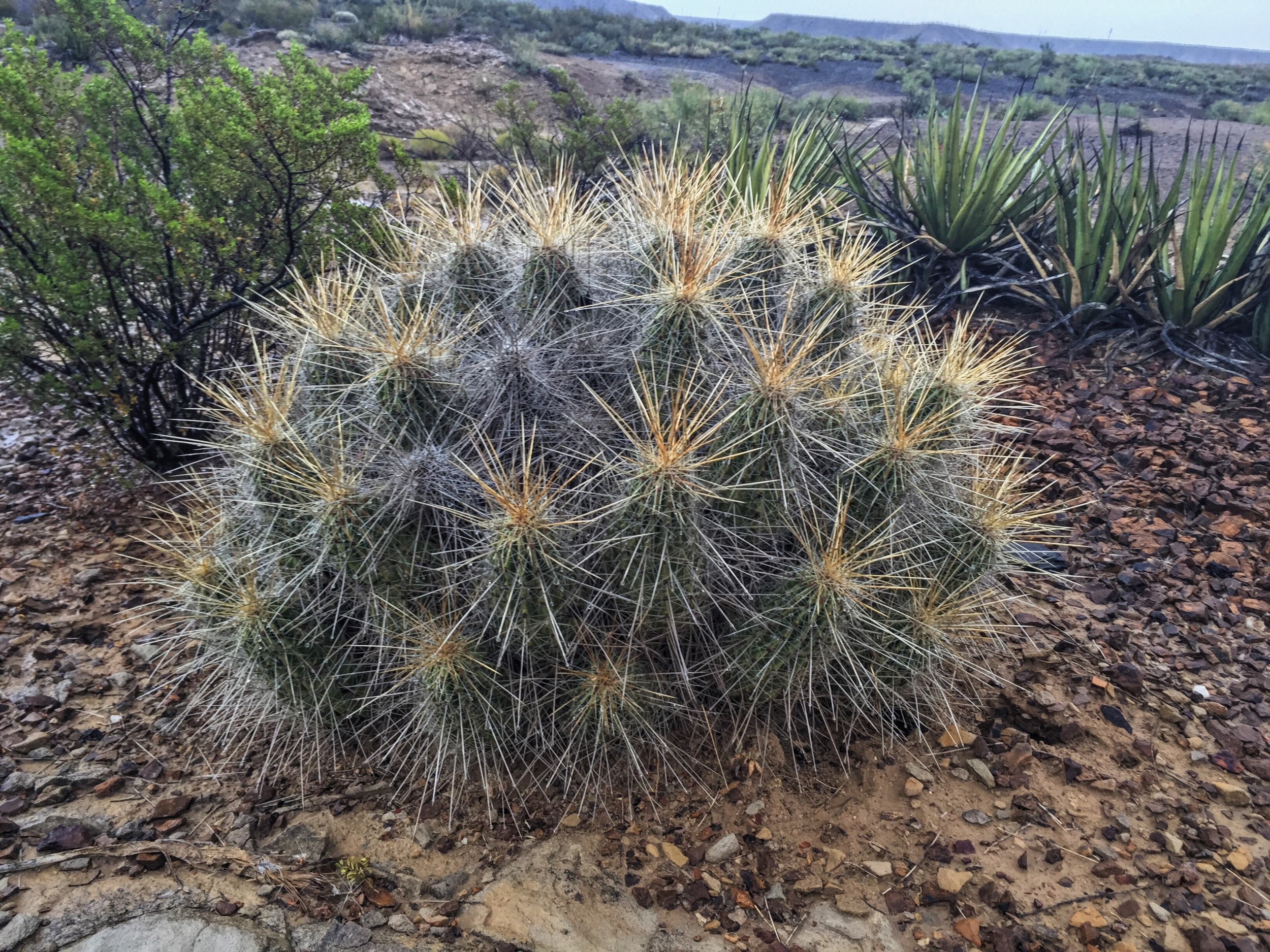 Echinocereus stramineus var. stramineus
