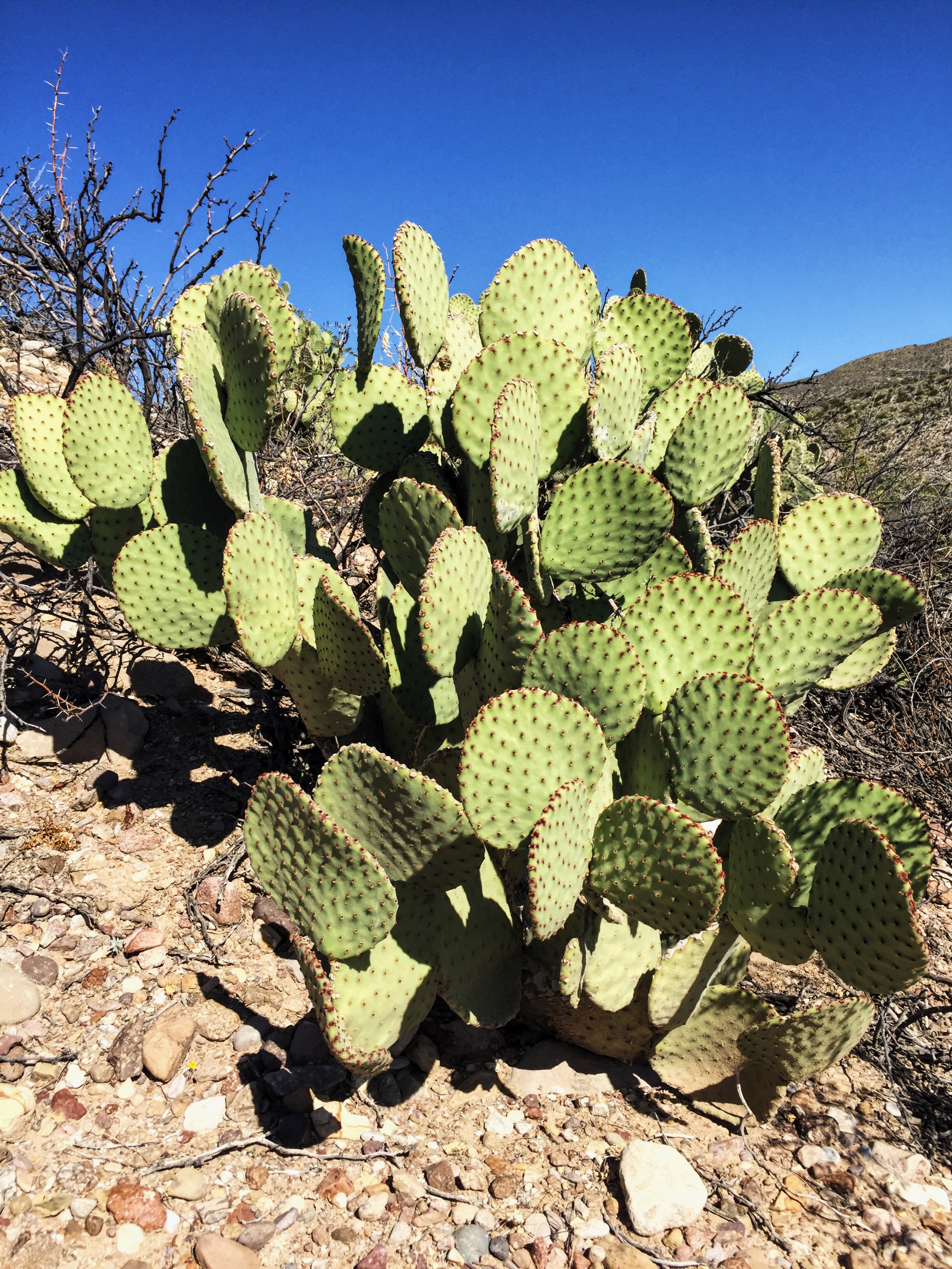 Big Bend N.P. Cacti — Travis Ward Horticulture