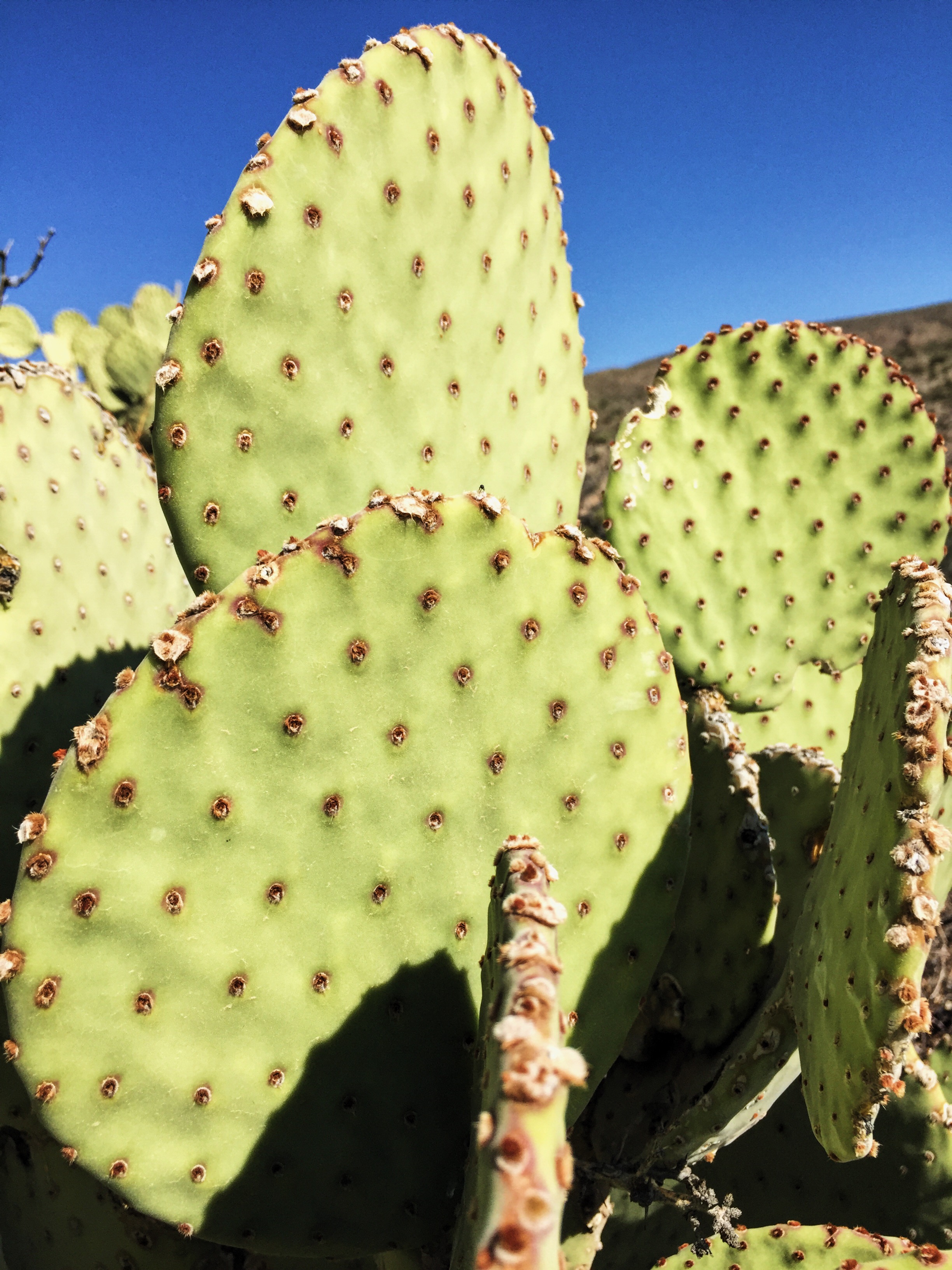 Opuntia rufida