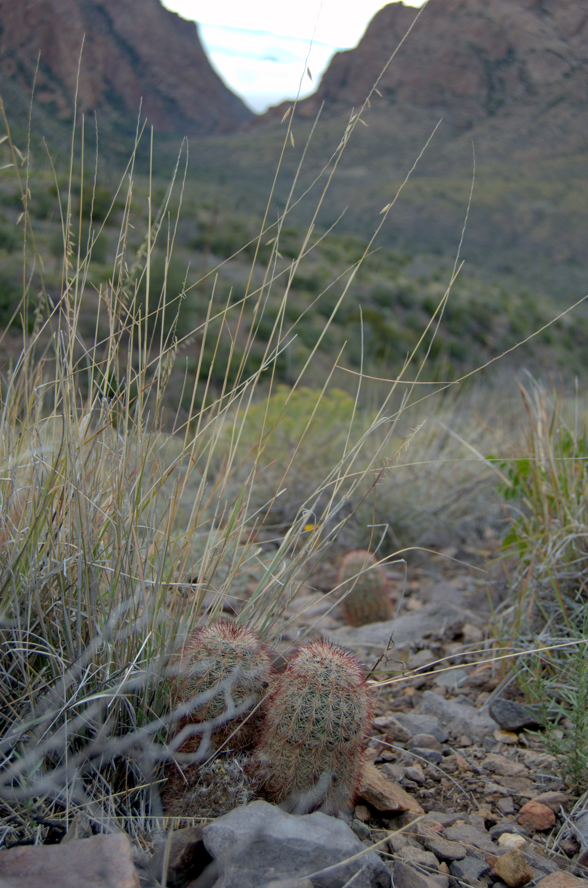 Echinocereus dasyacanthus
