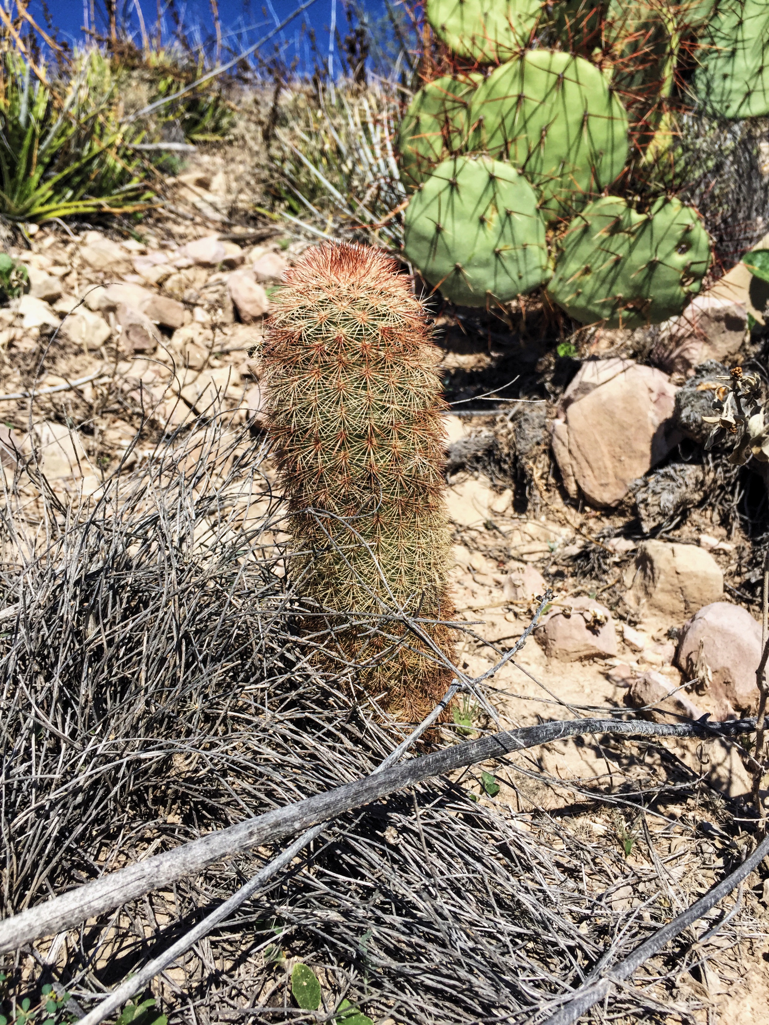 Echinocereus dasyacanthus