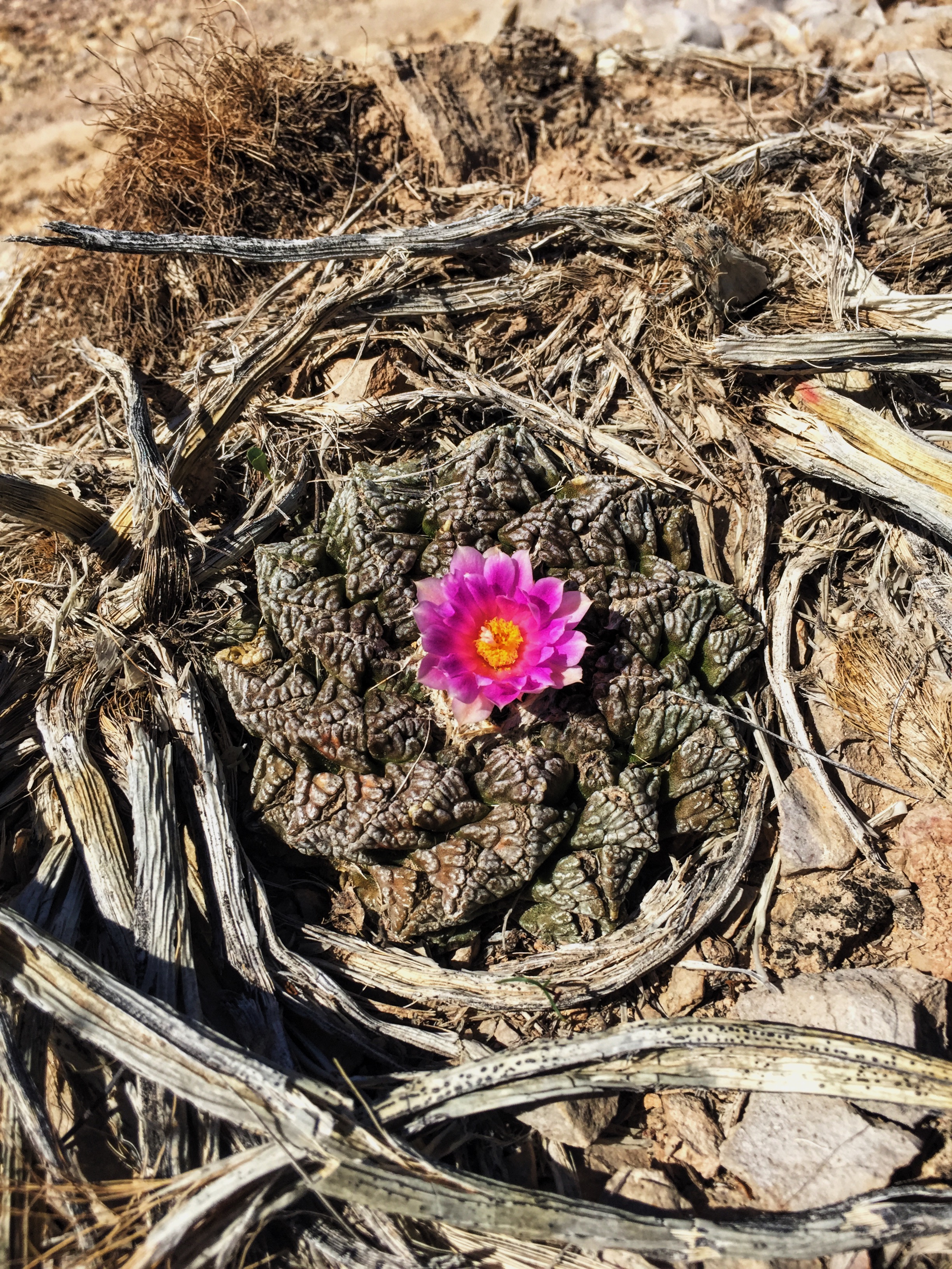 Ariocarpus fissuratus