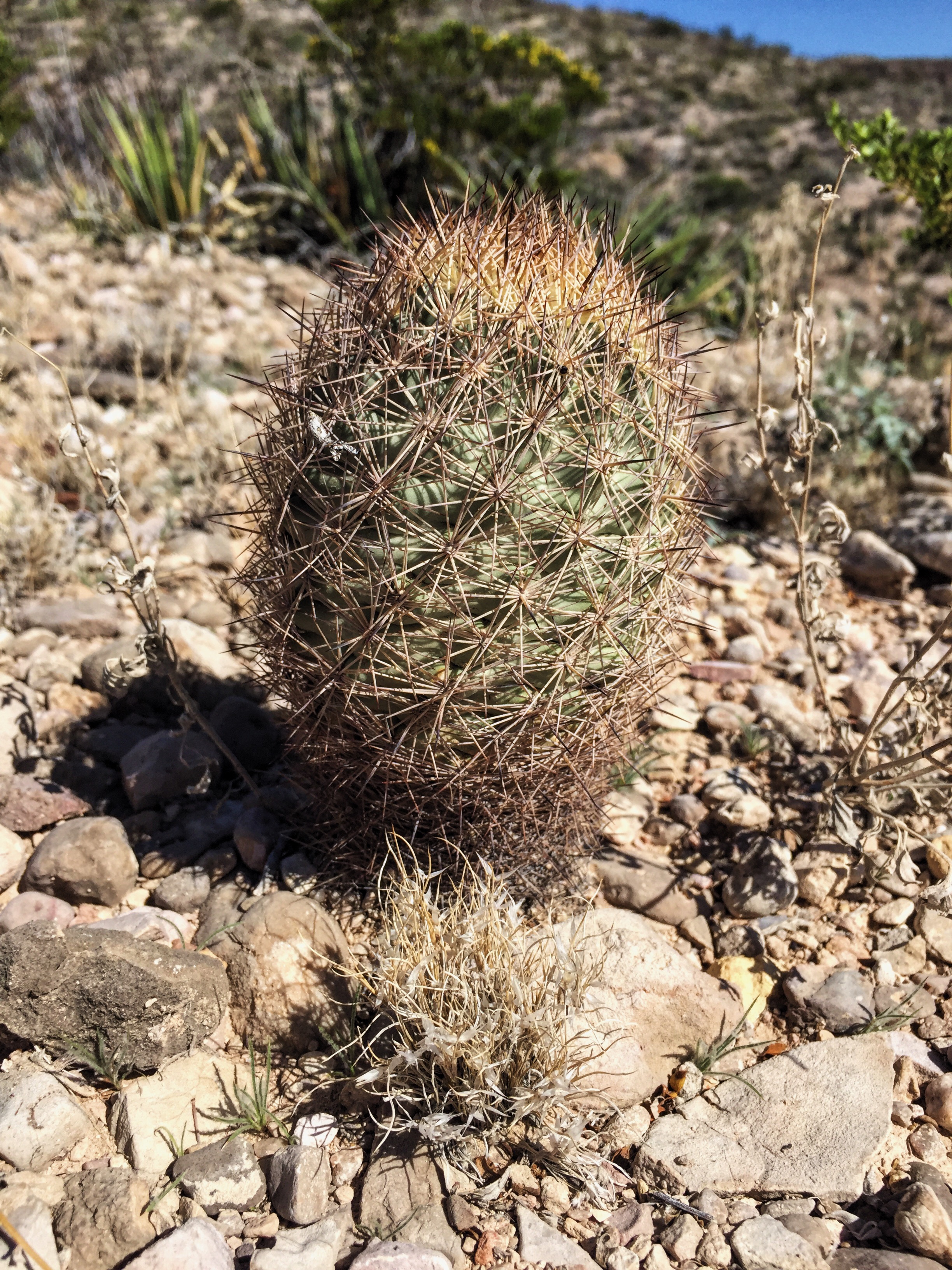 Echinomastus warnockii