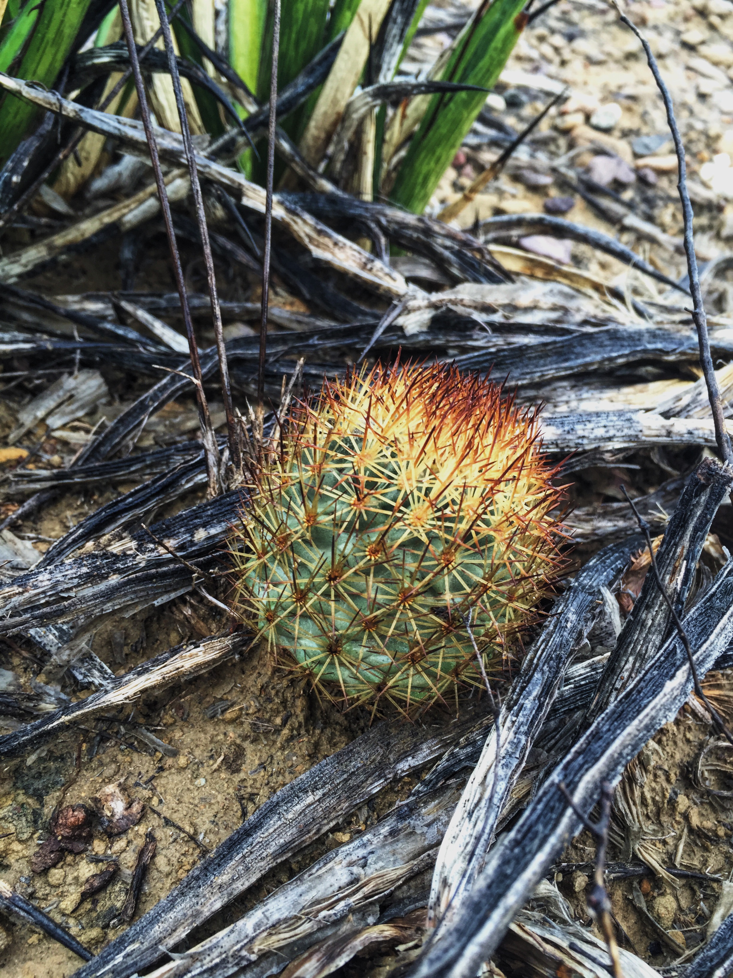 Echinomastus warnockii