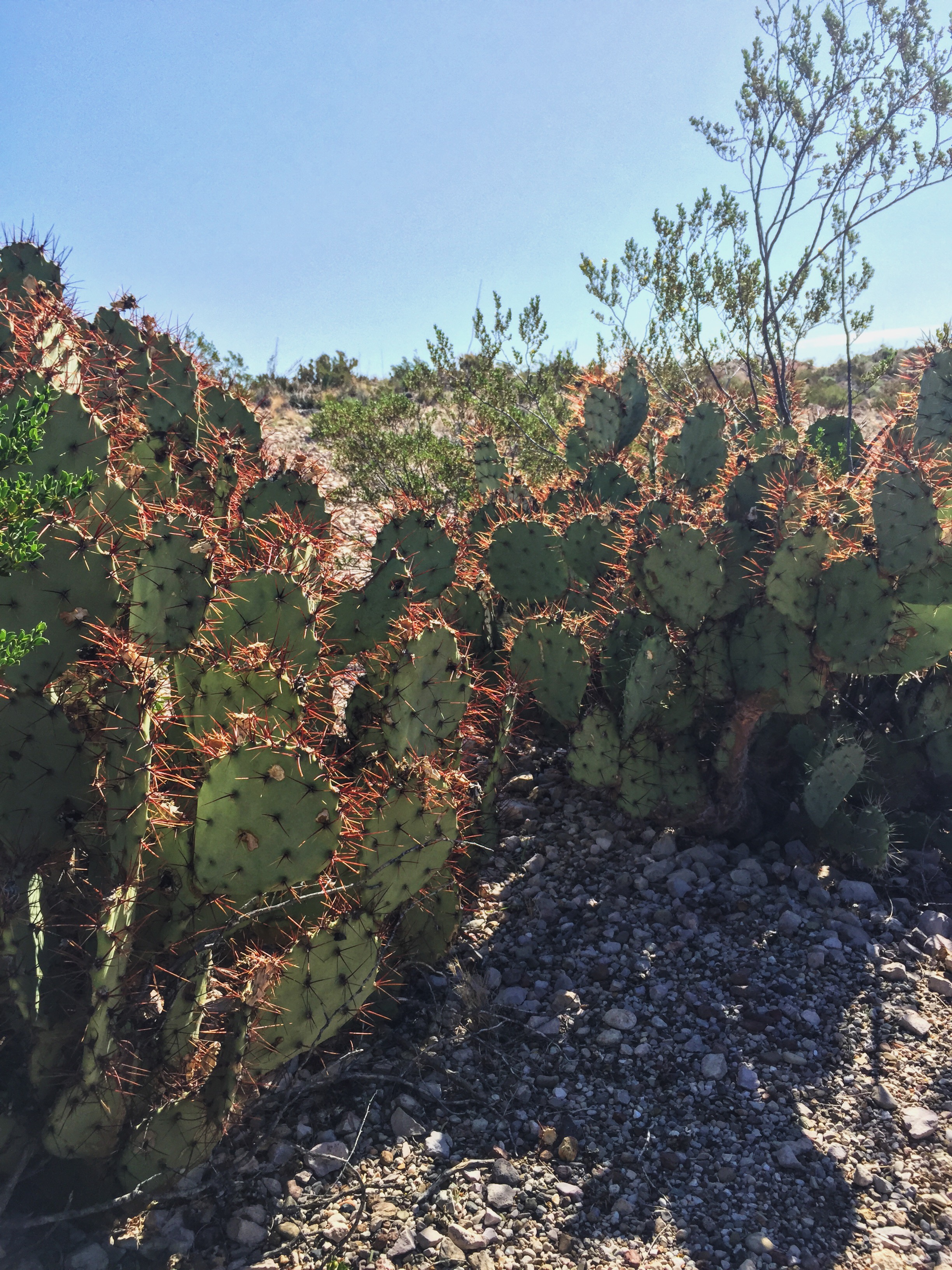 Opuntia spinosibacca