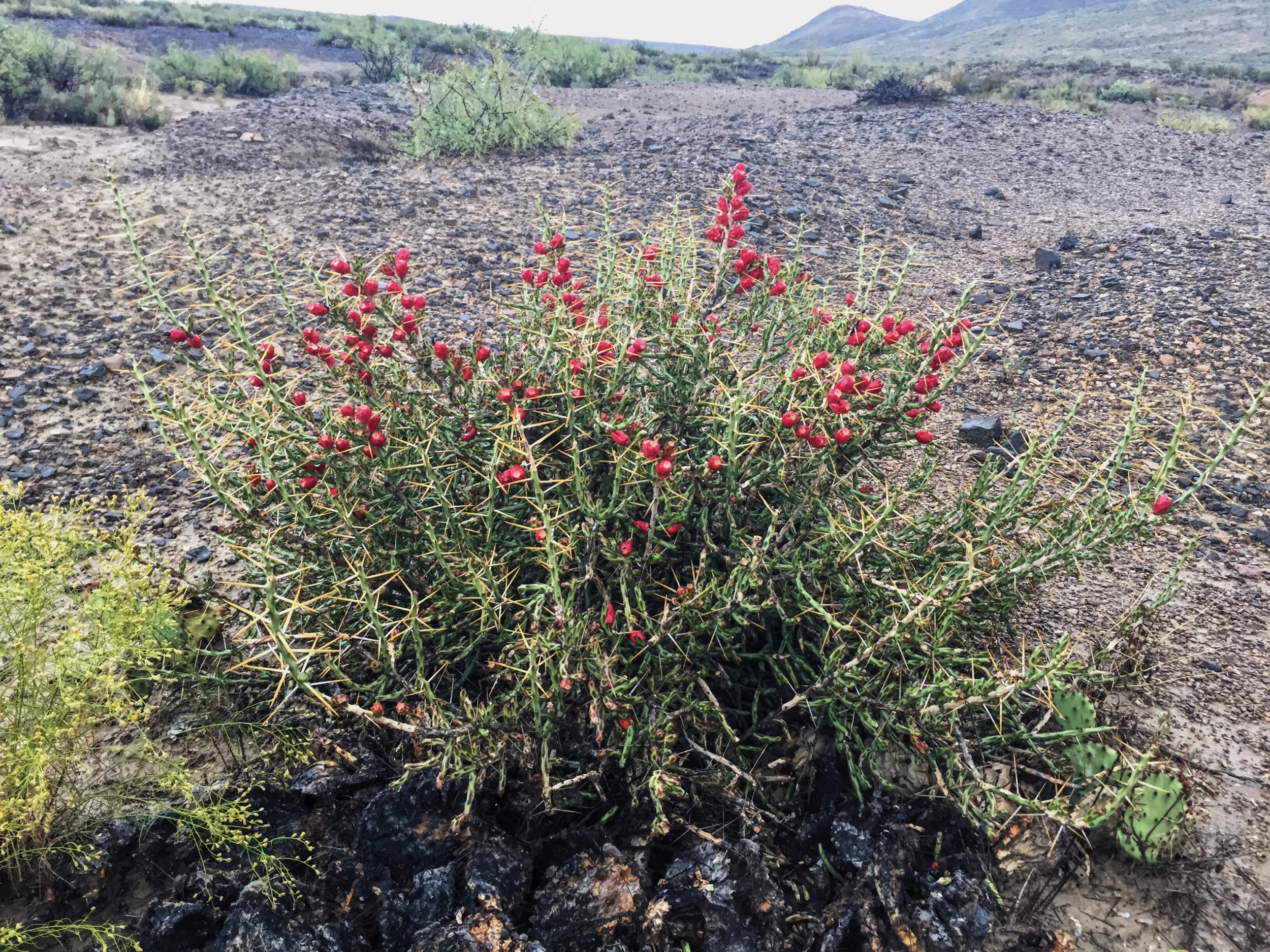 Opuntia leptocaulis