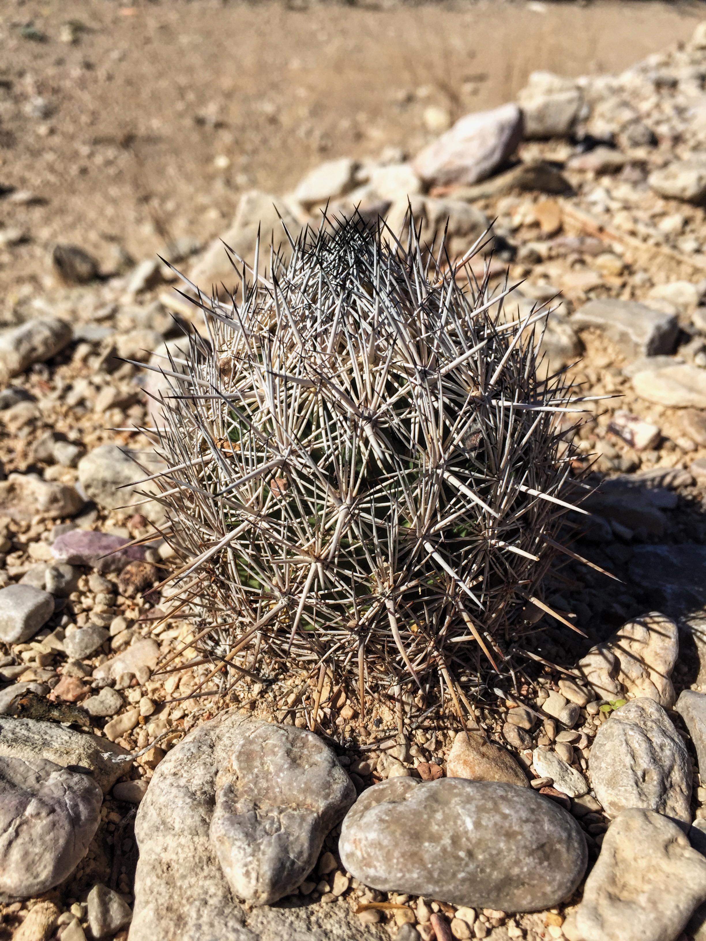 Coryphantha echinus