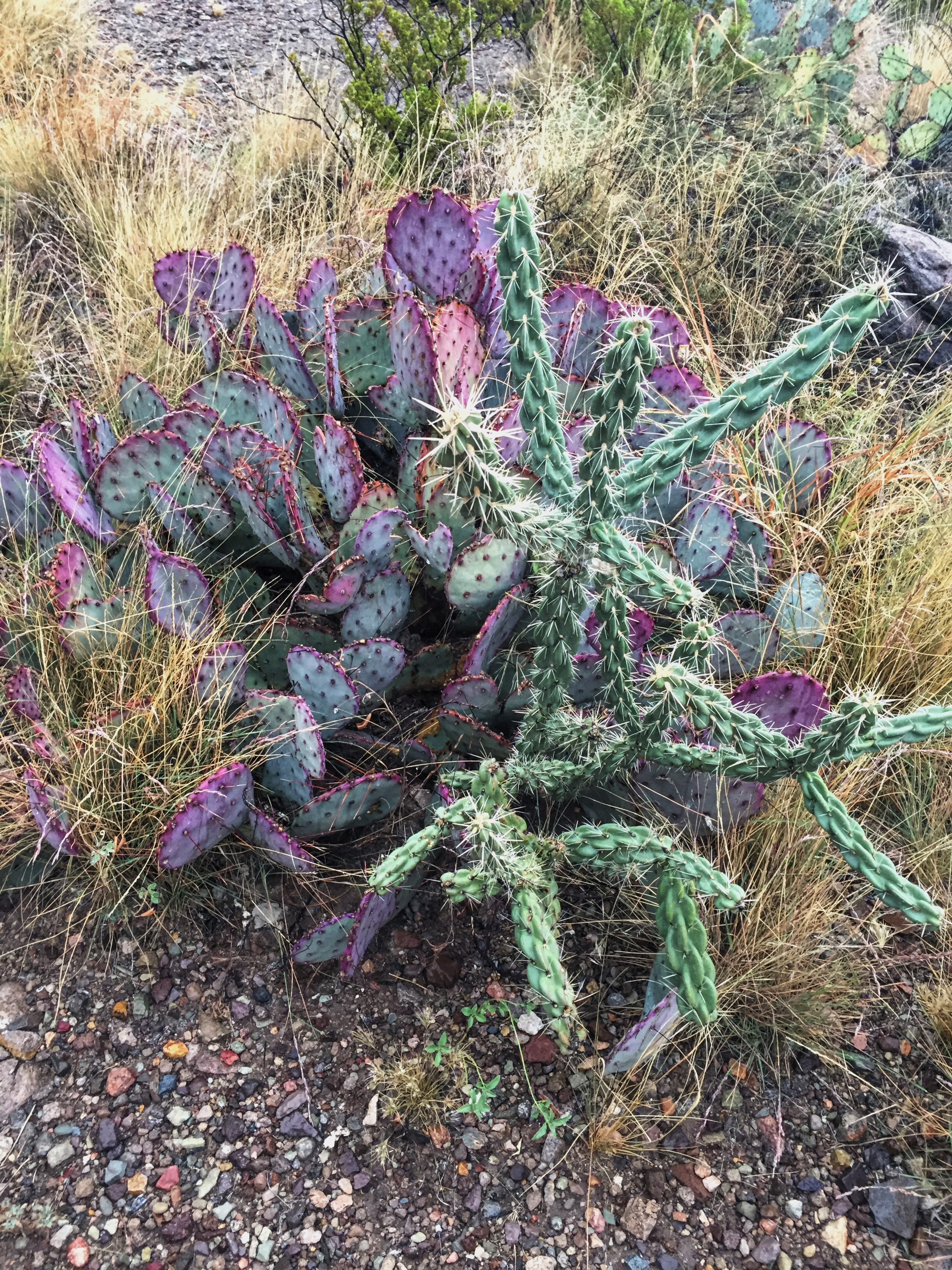 Opuntia azurea var parva (foreground: Opuntia imbricata var. arborescens)