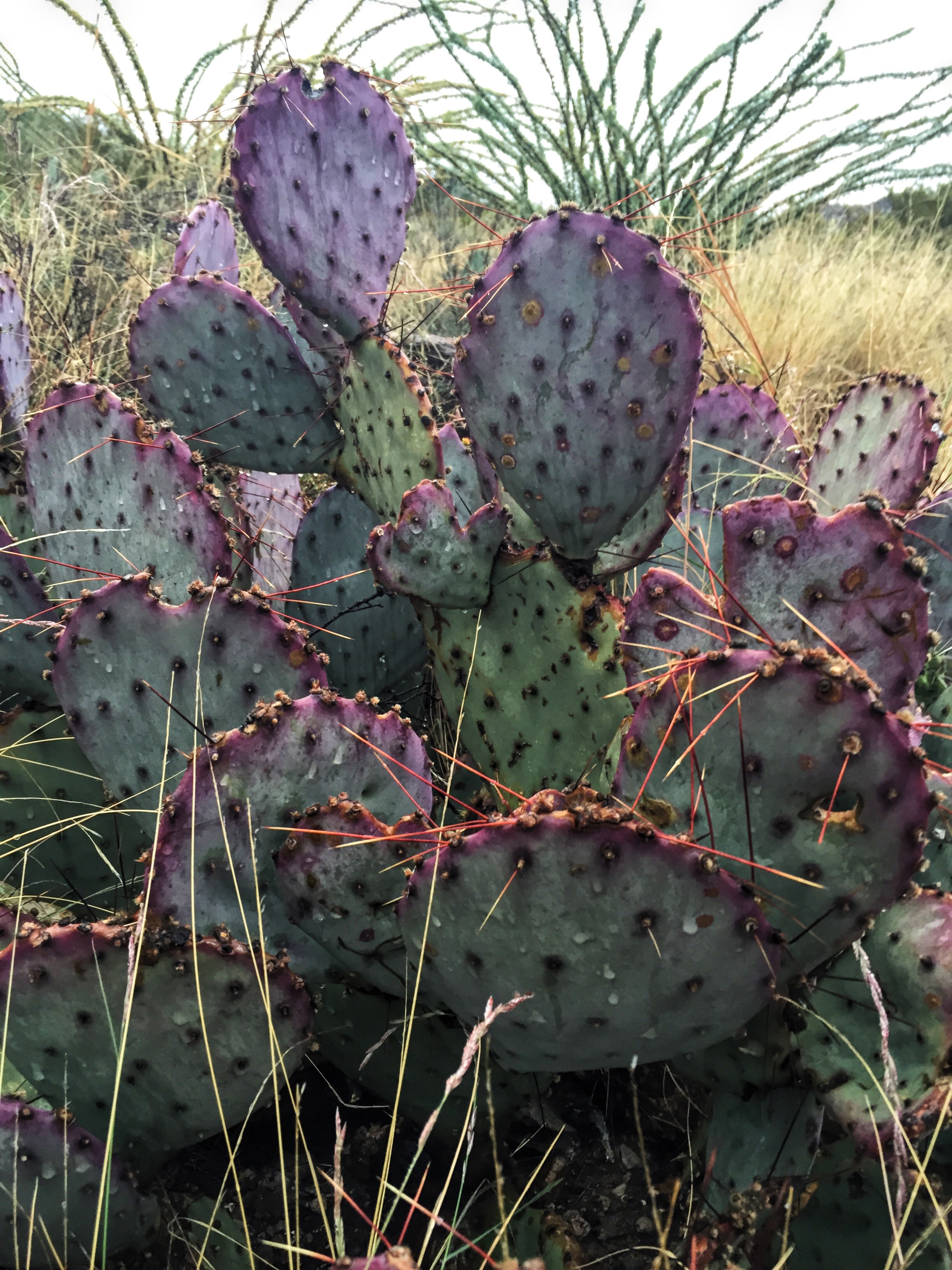 Opuntia azurea var. parva