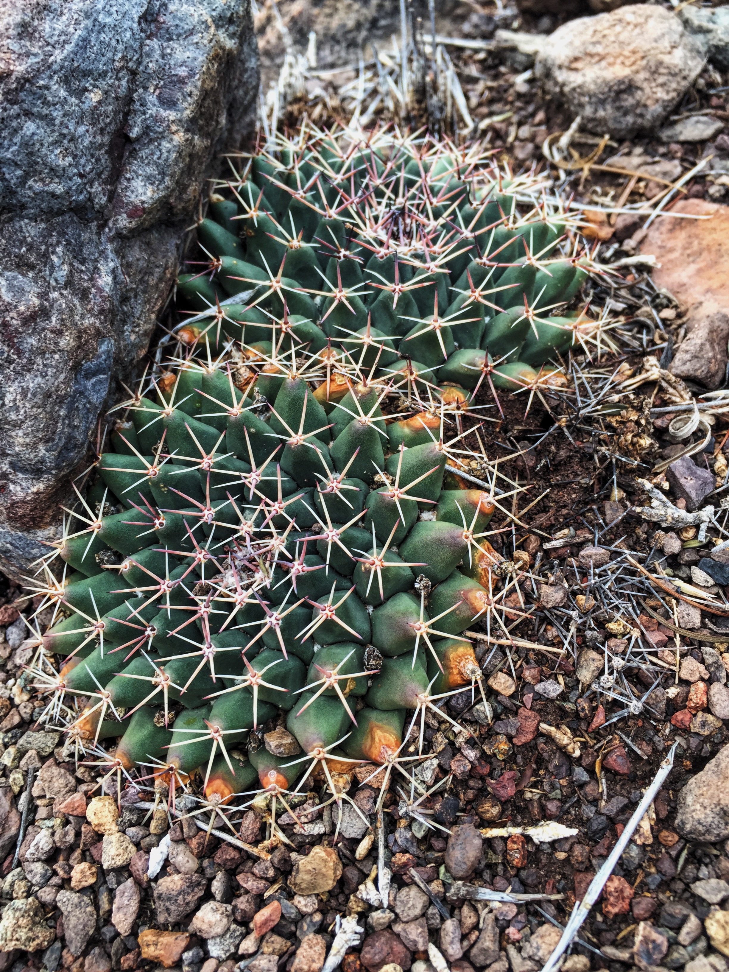 Mammillaria meiacantha