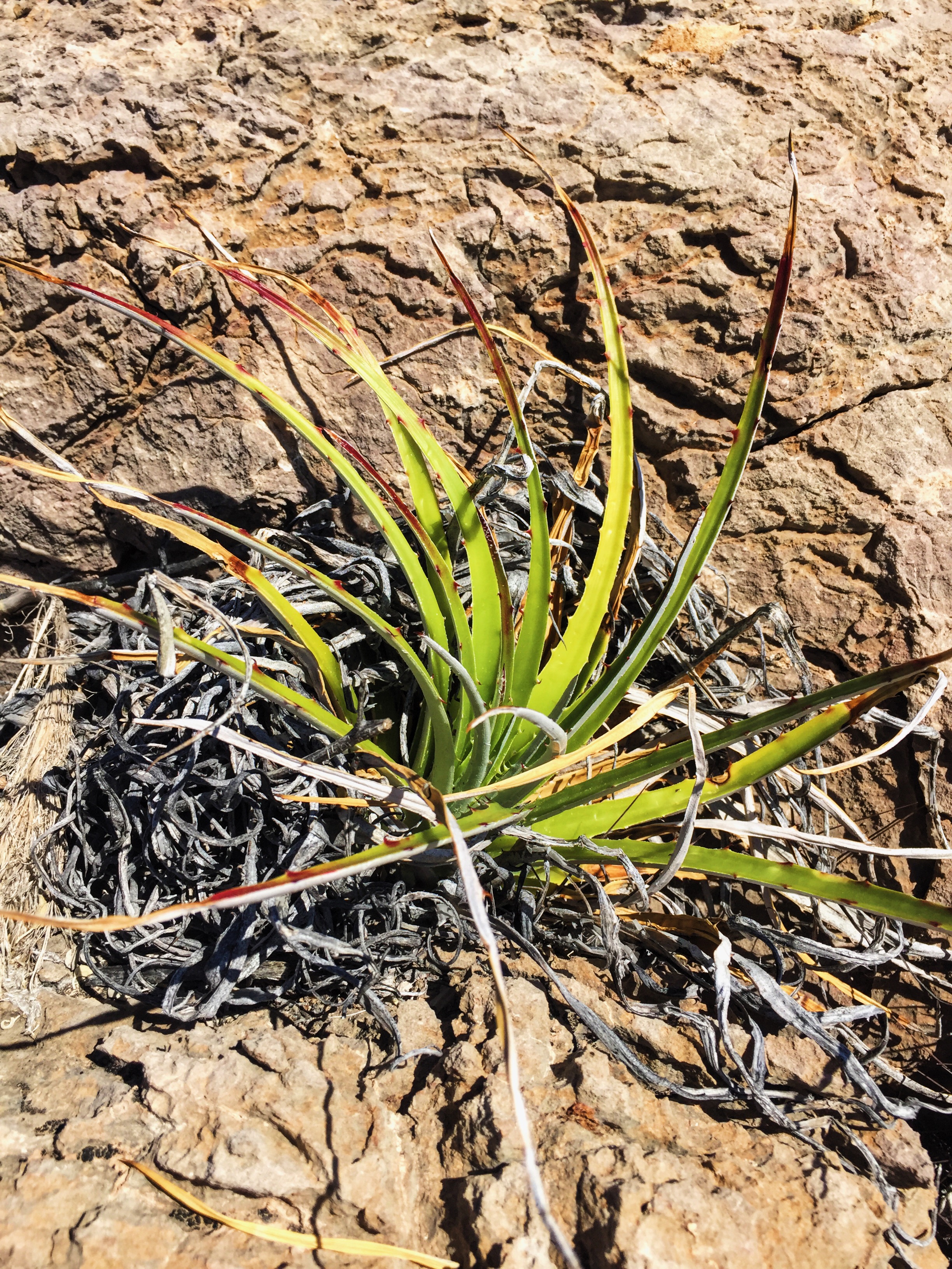 Hechtia texensis