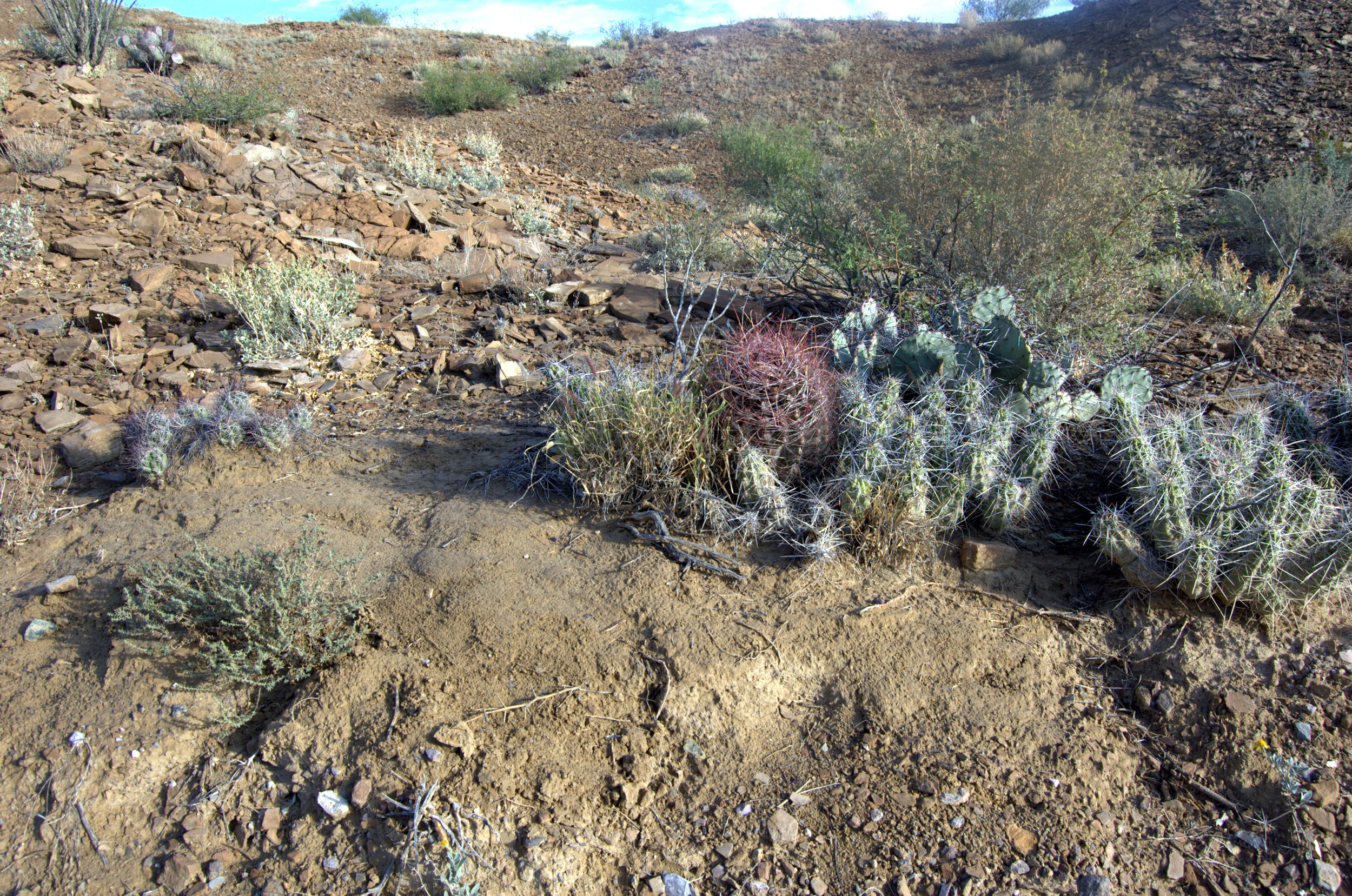 Ferocactus hamatacanthus var. hamatacanthus