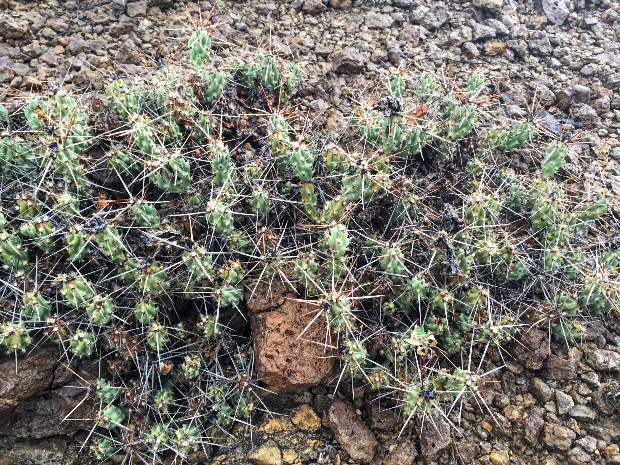 Opuntia aggeria