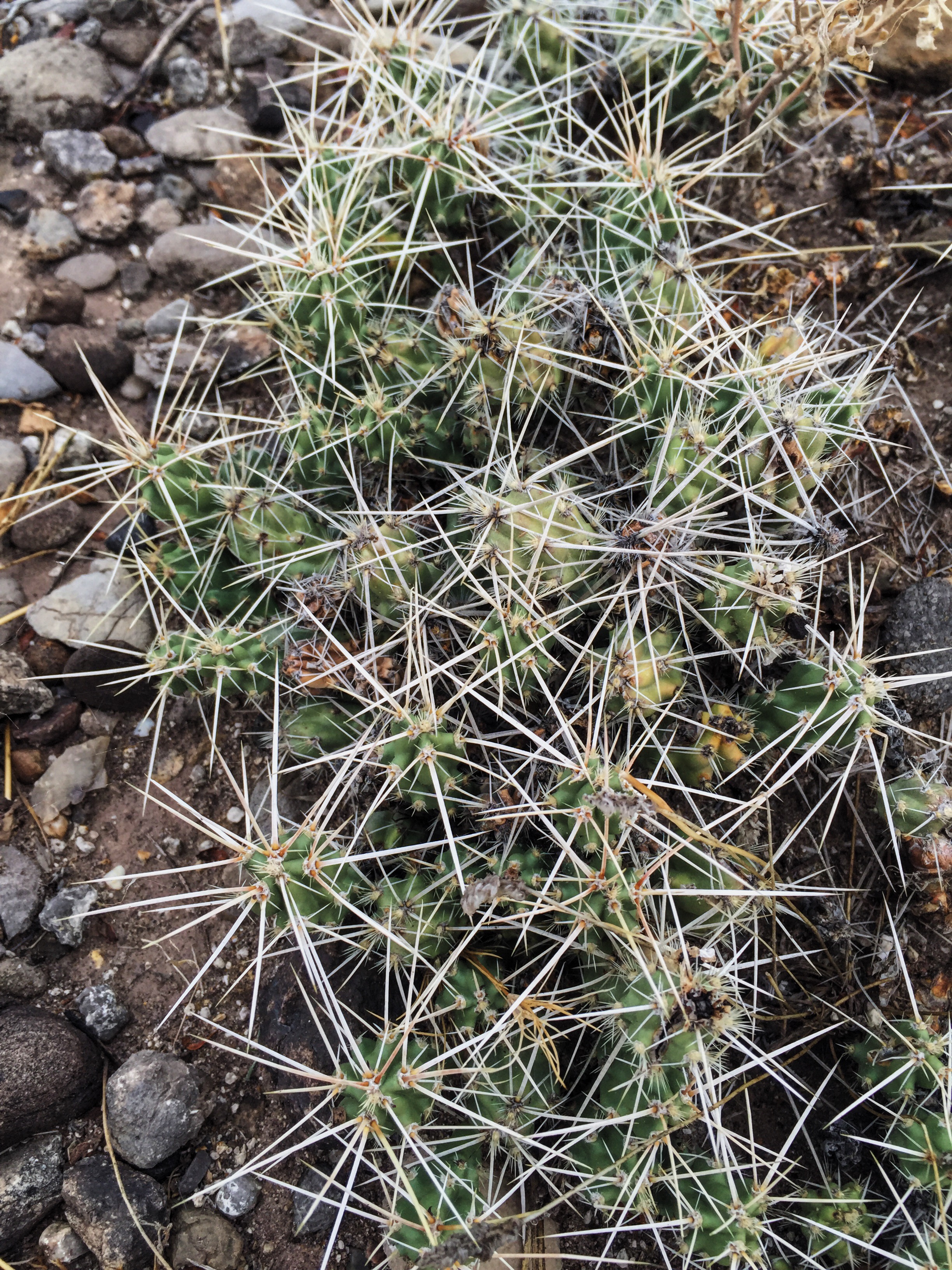 Opuntia aggeria