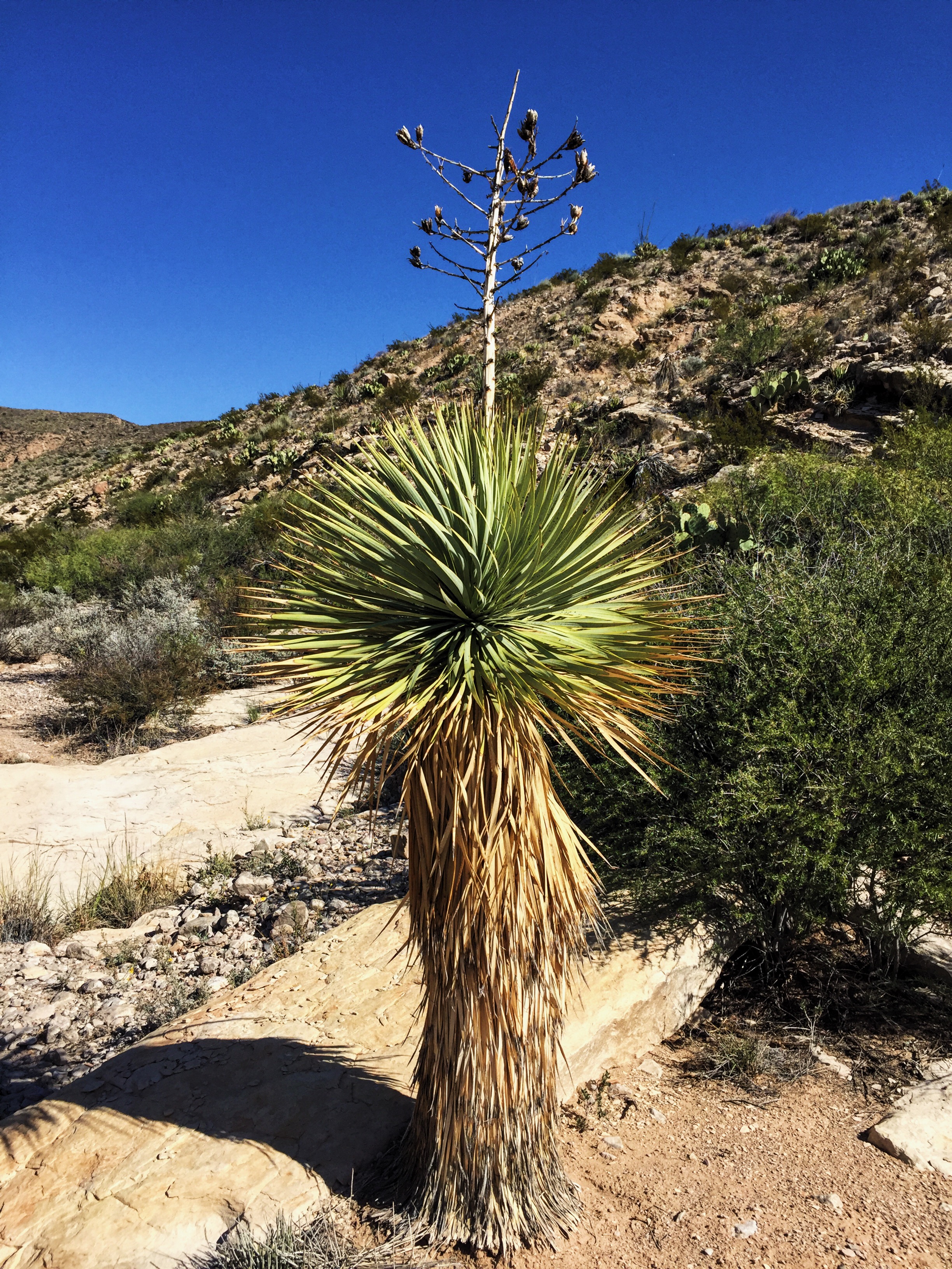 Yucca thompsoniana
