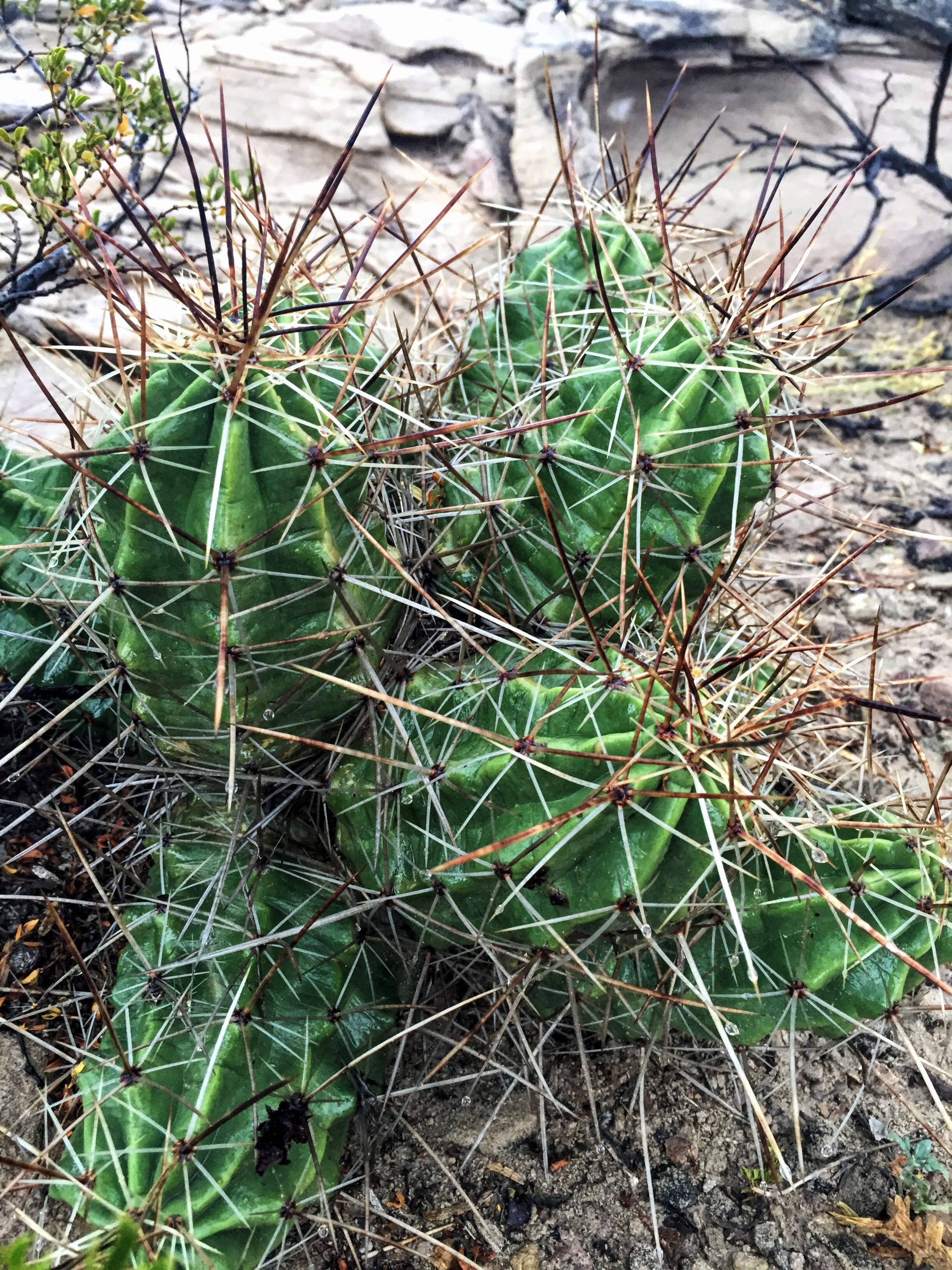 Echinocereus enneacanthus var. enneacanthus