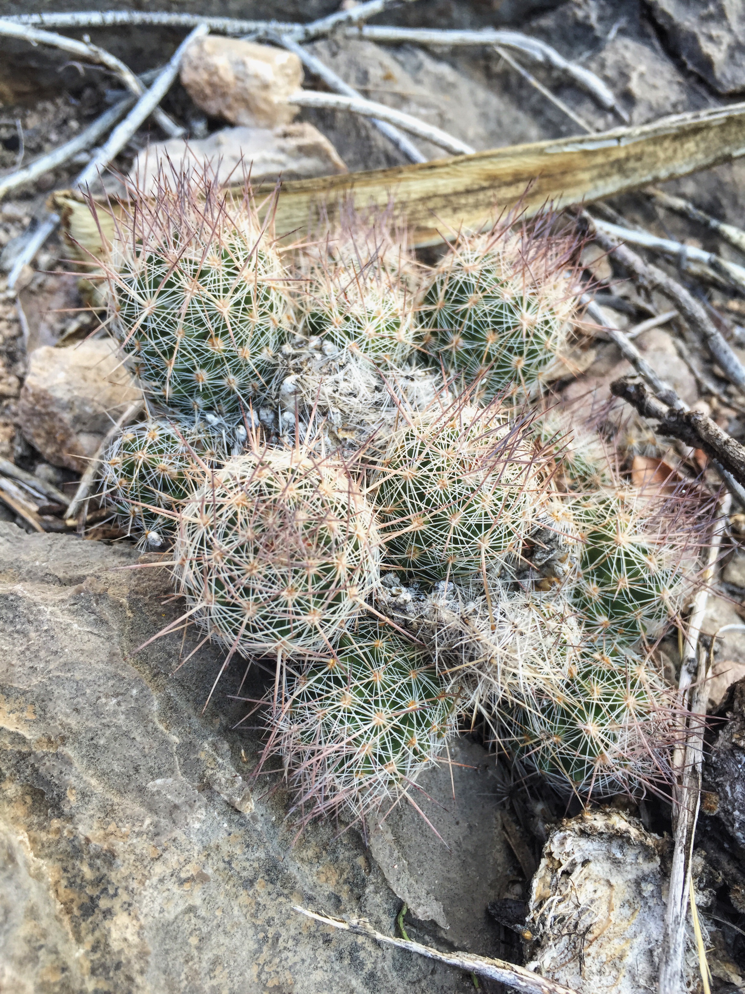 Escobaria sneedii var. sneedii