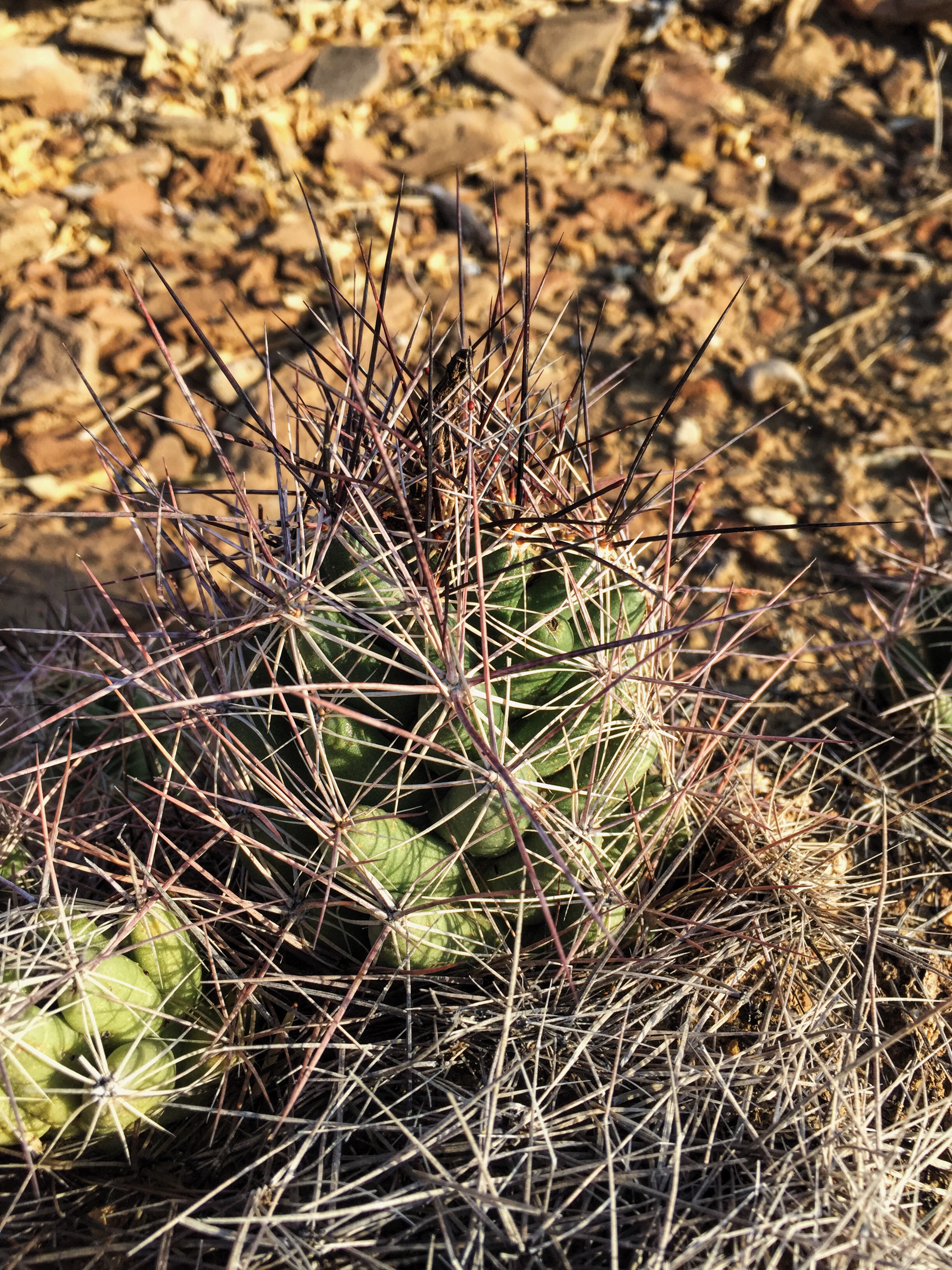 Coryphantha macromeris var. macromeris