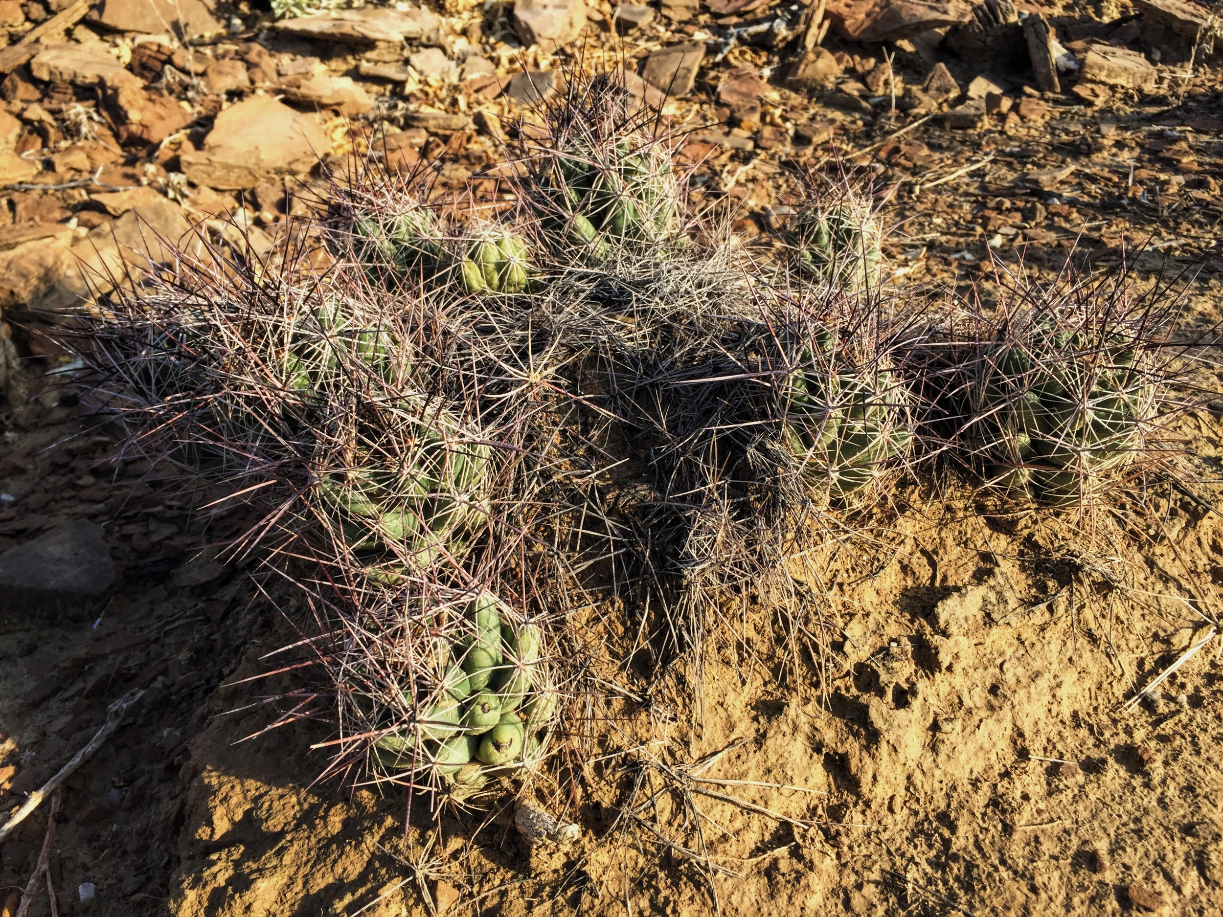 Coryphantha macromeris var. macromeris