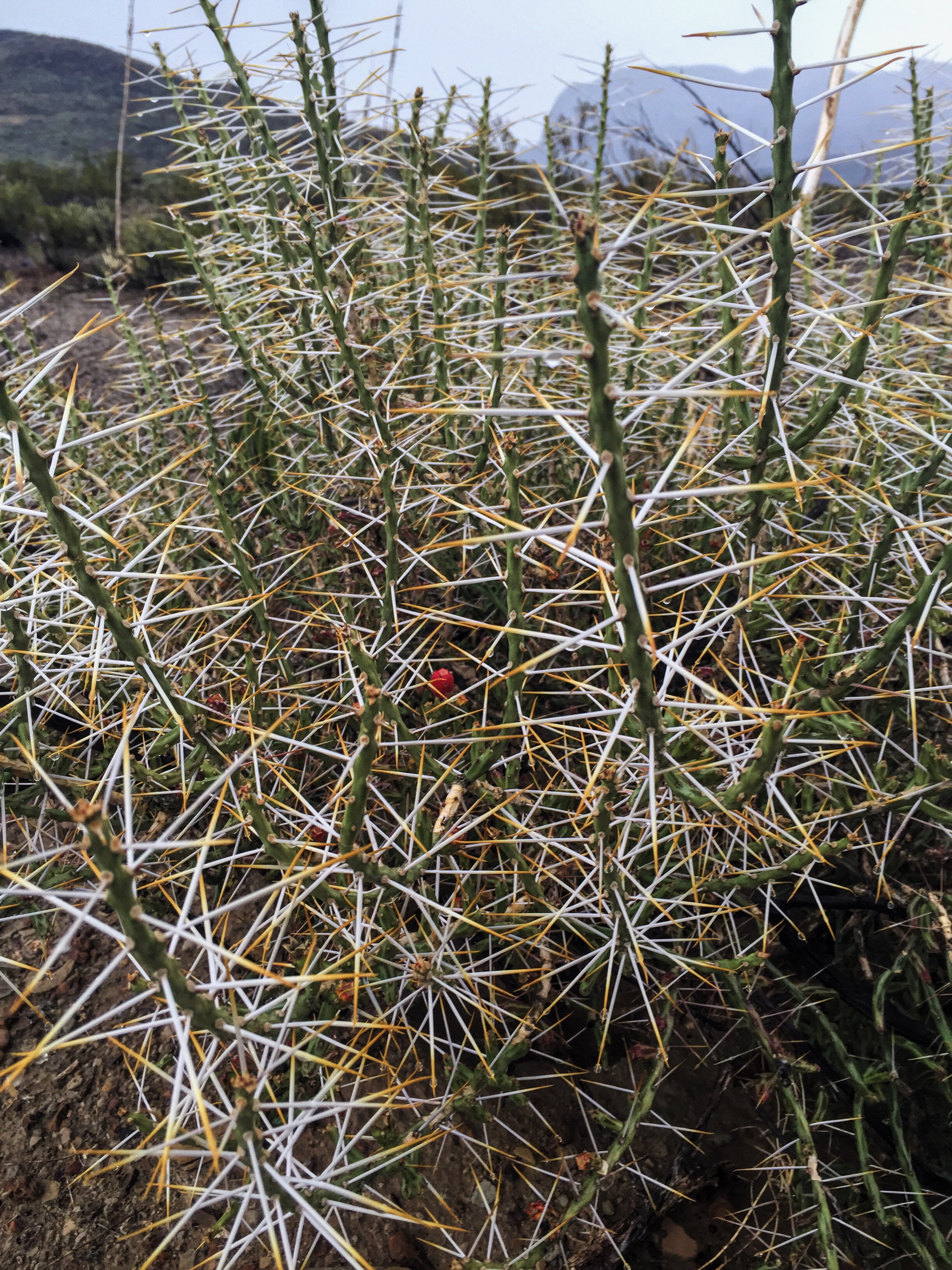 Opuntia leptocaulis