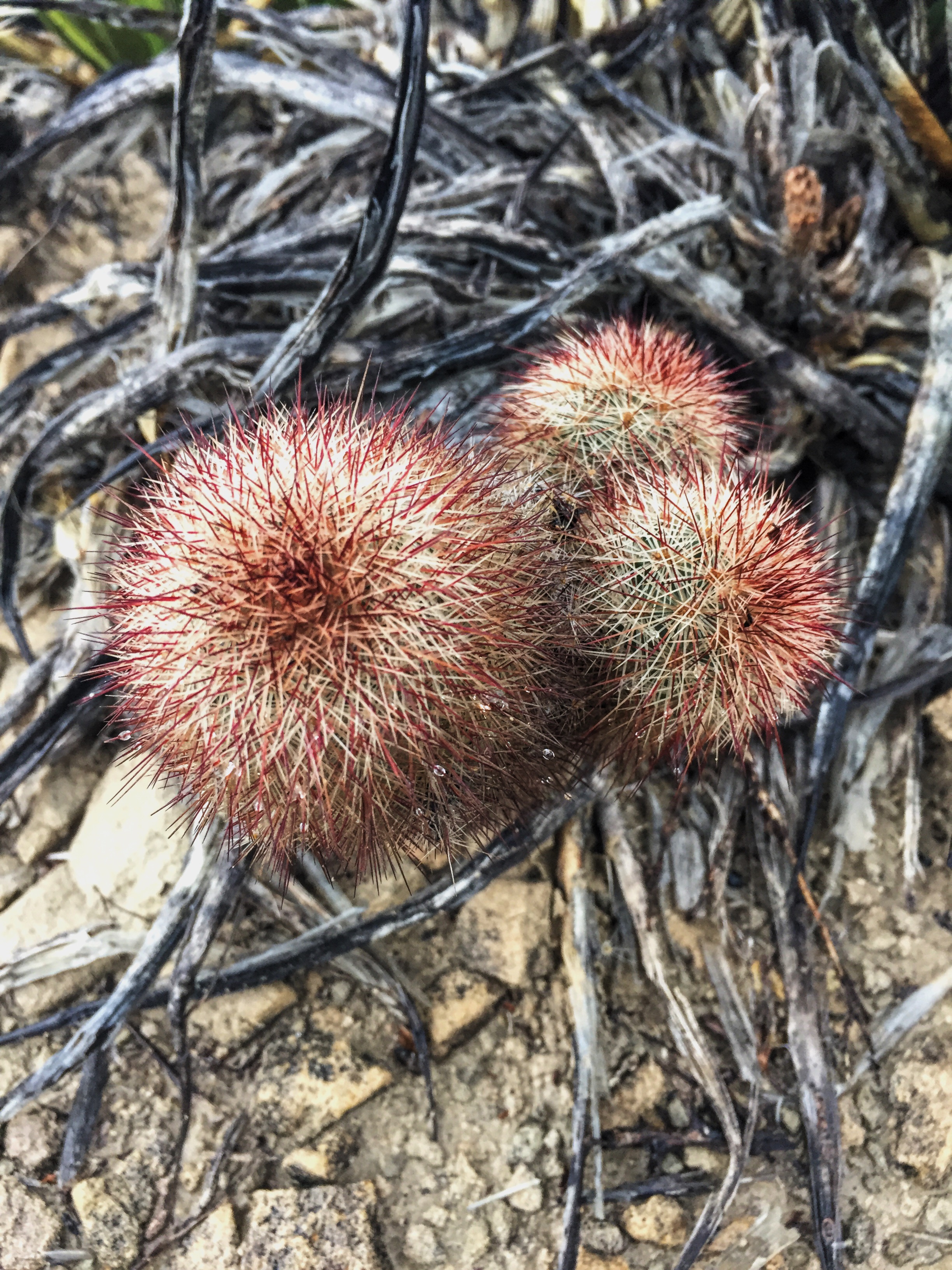 Echinocereus viridiflorus var. russanthus 