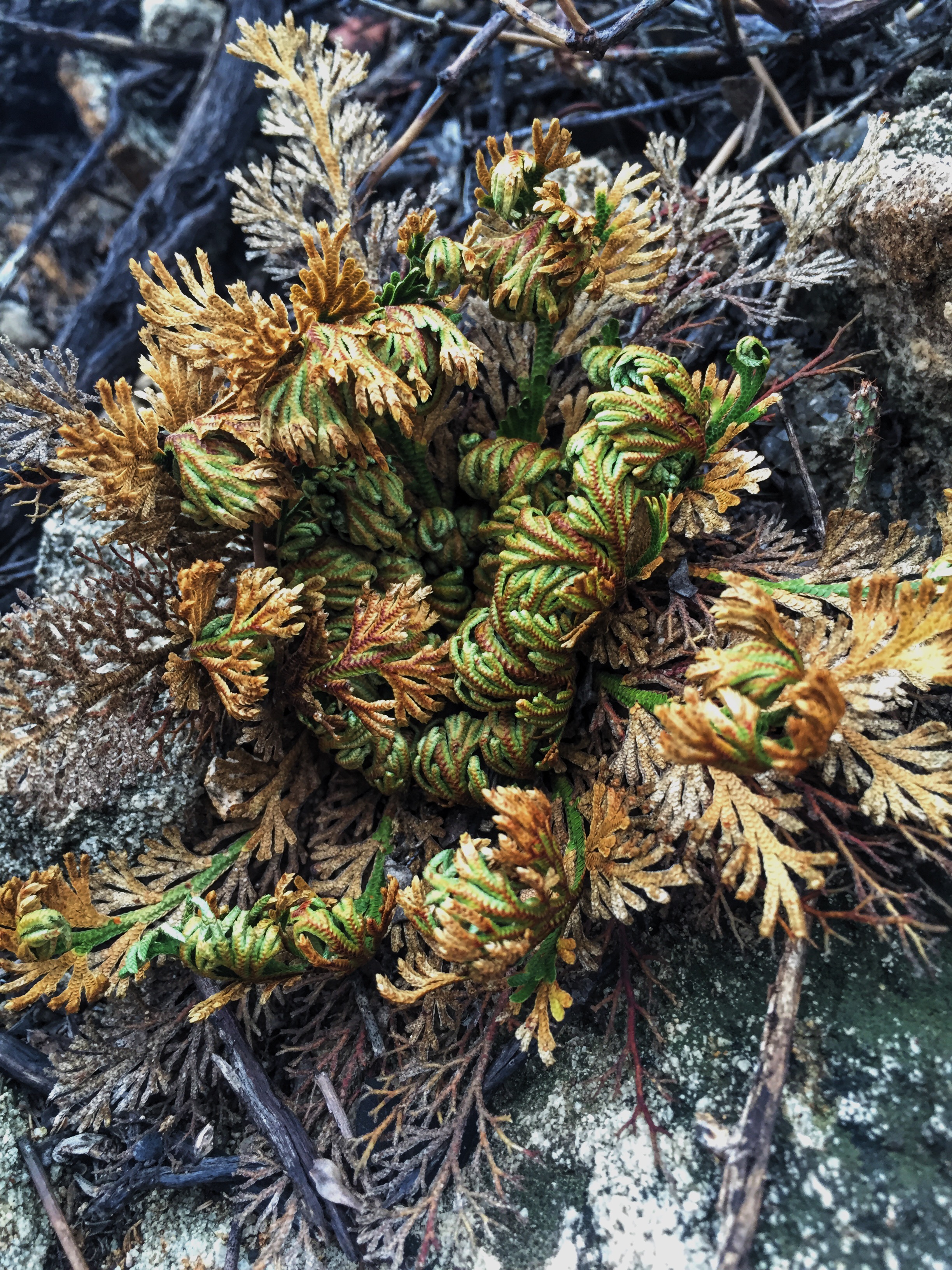 Selaginella lepidophylla