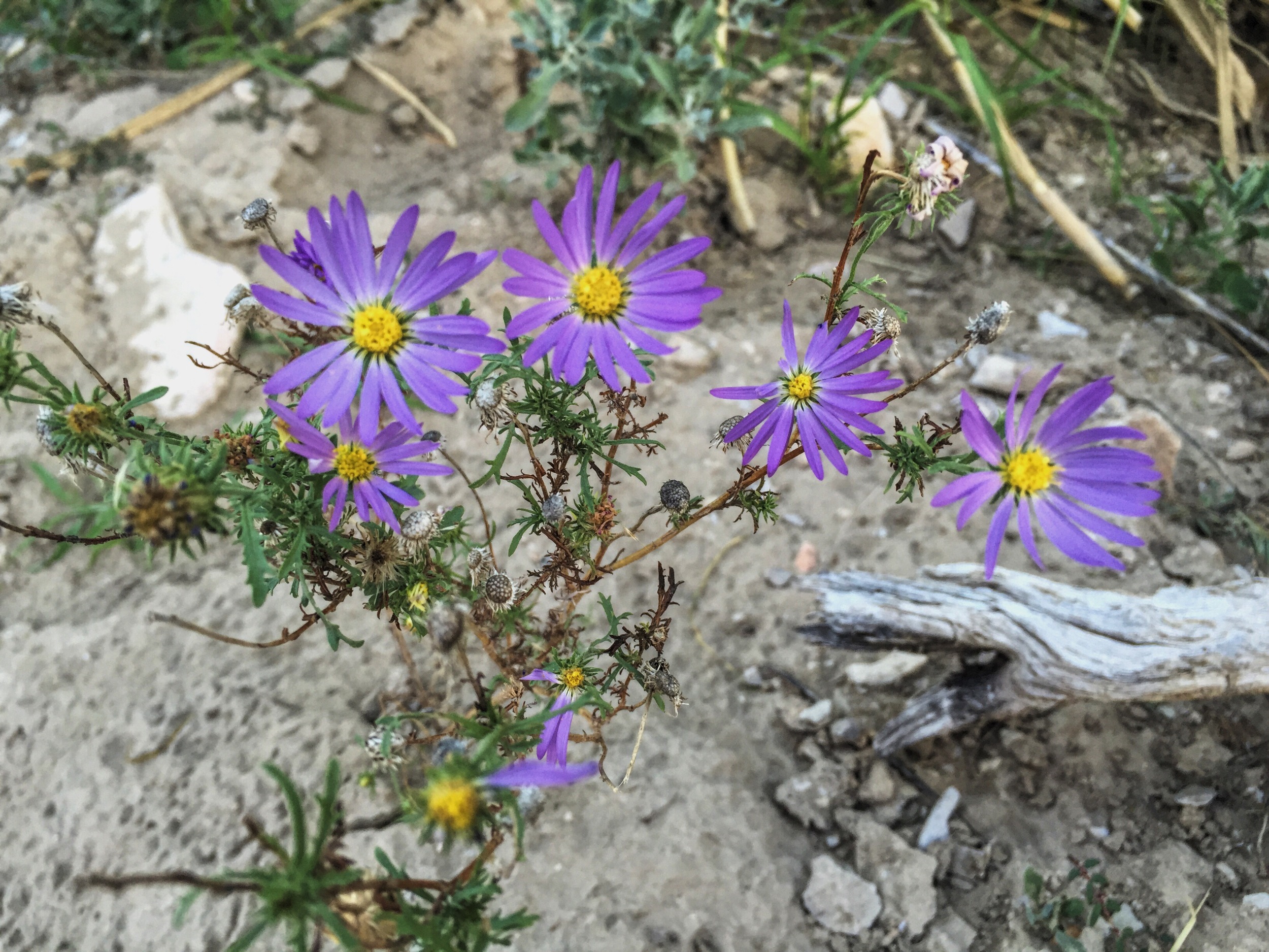 Machaeranthera sp.