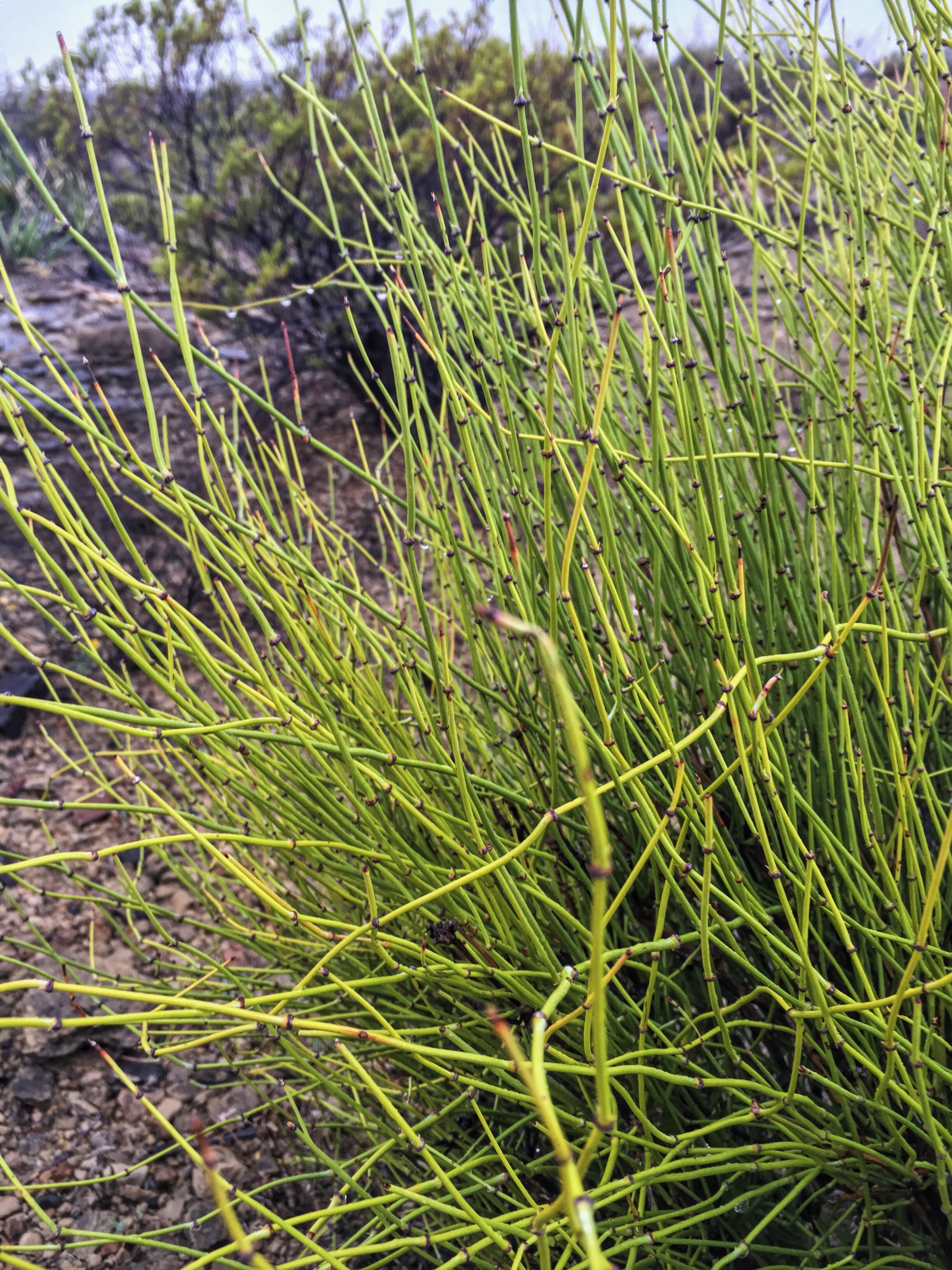 Ephedra trifurca