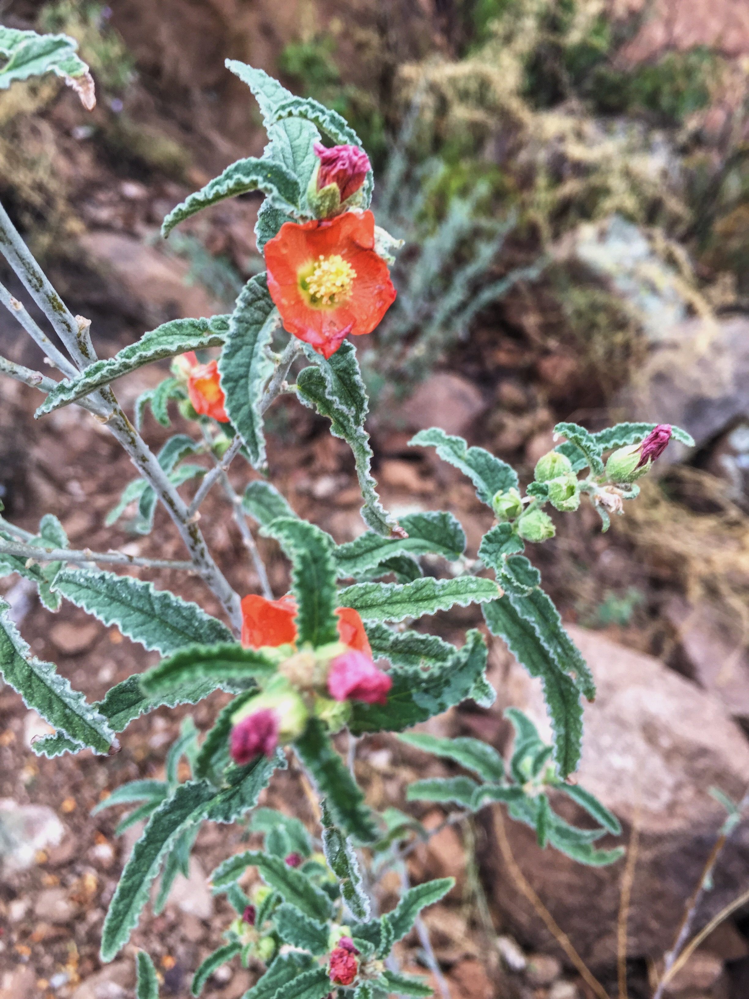 Sphaeralcea angustifolia