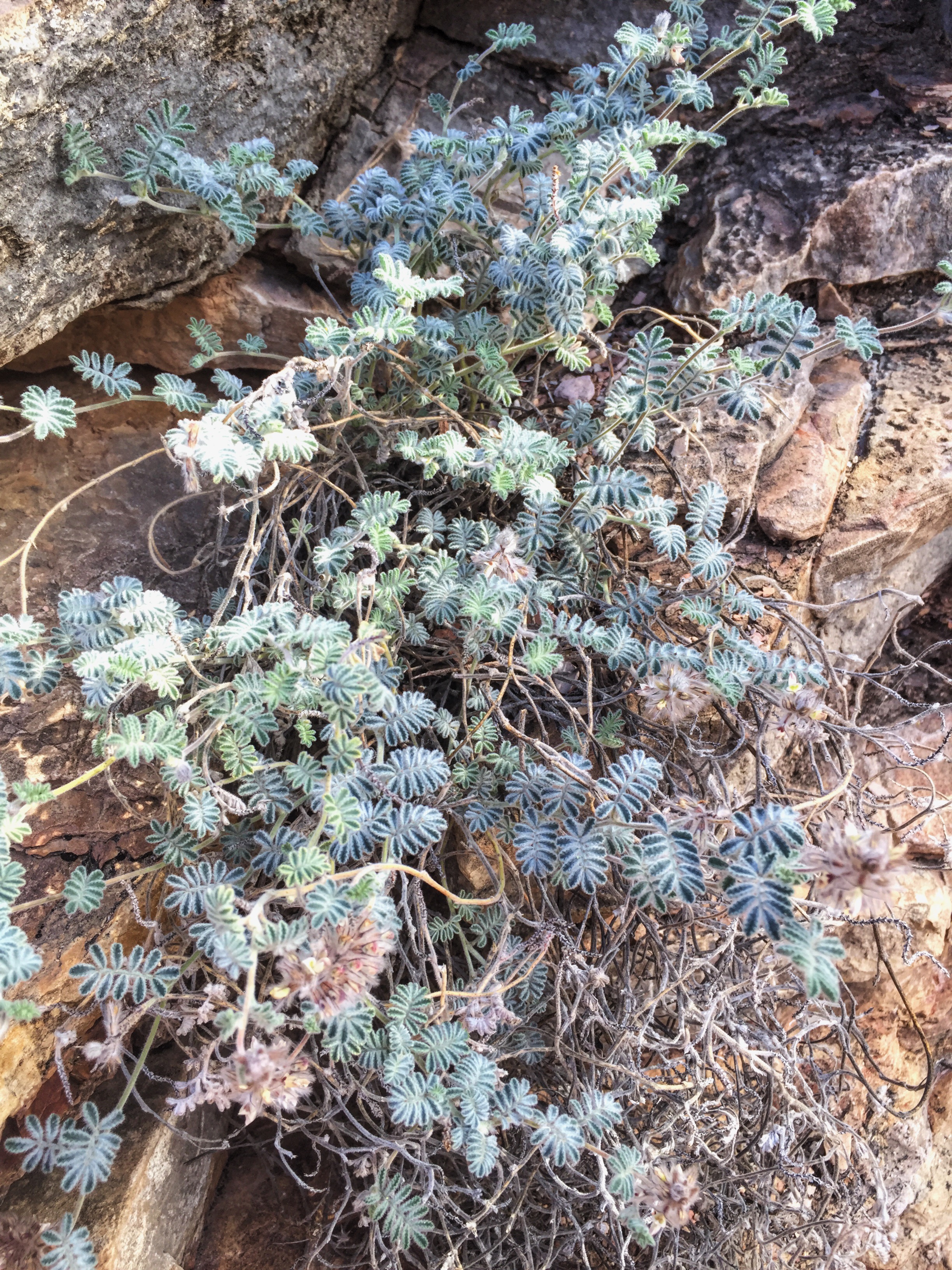Dalea neomexicana