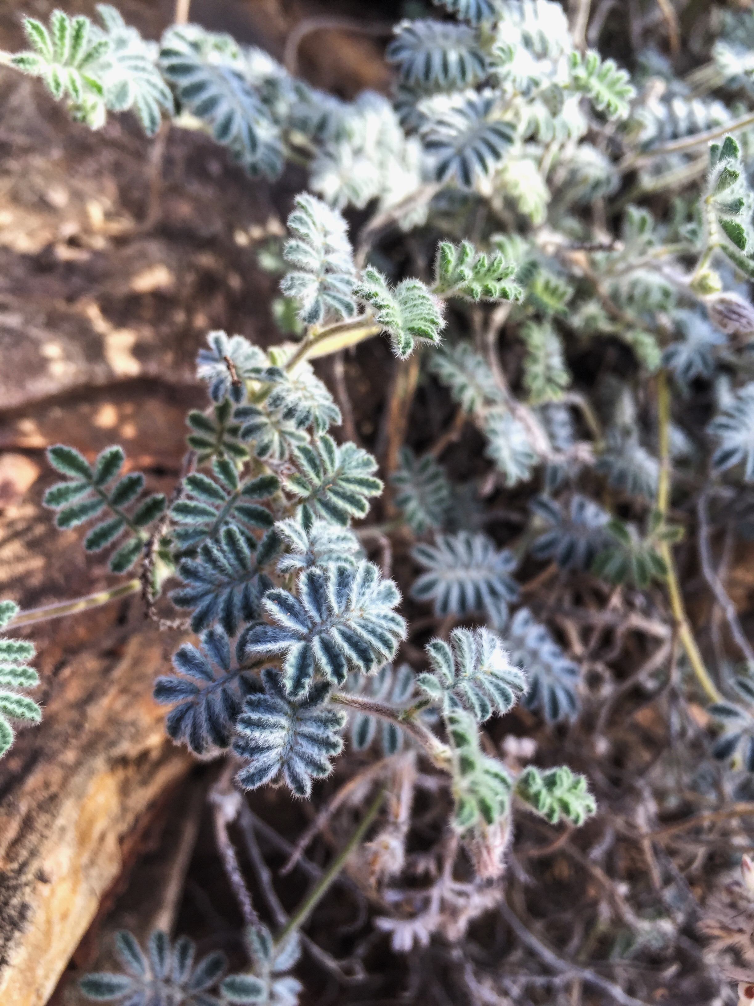 Dalea neomexicana