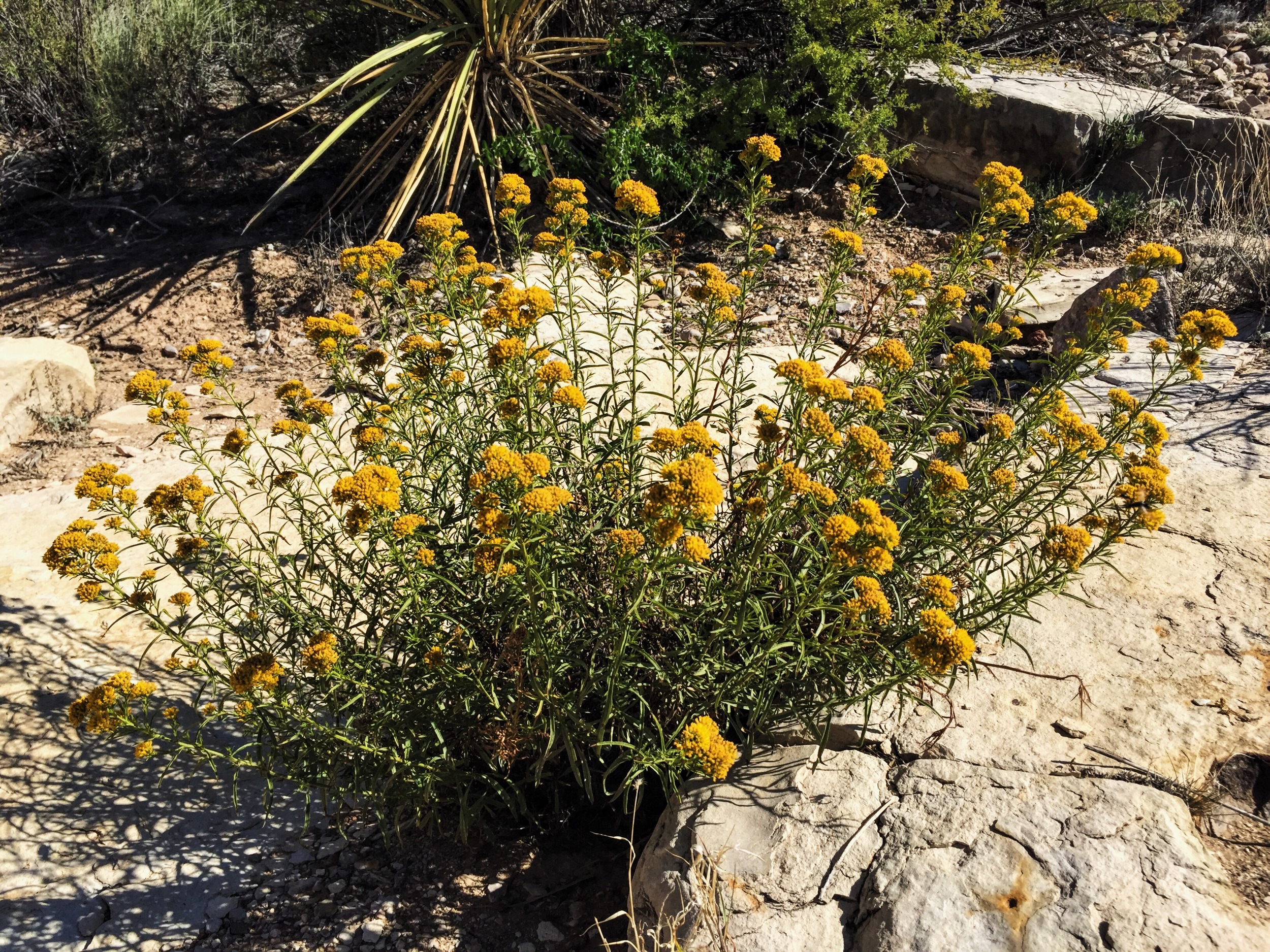 Isocoma pluriflora
