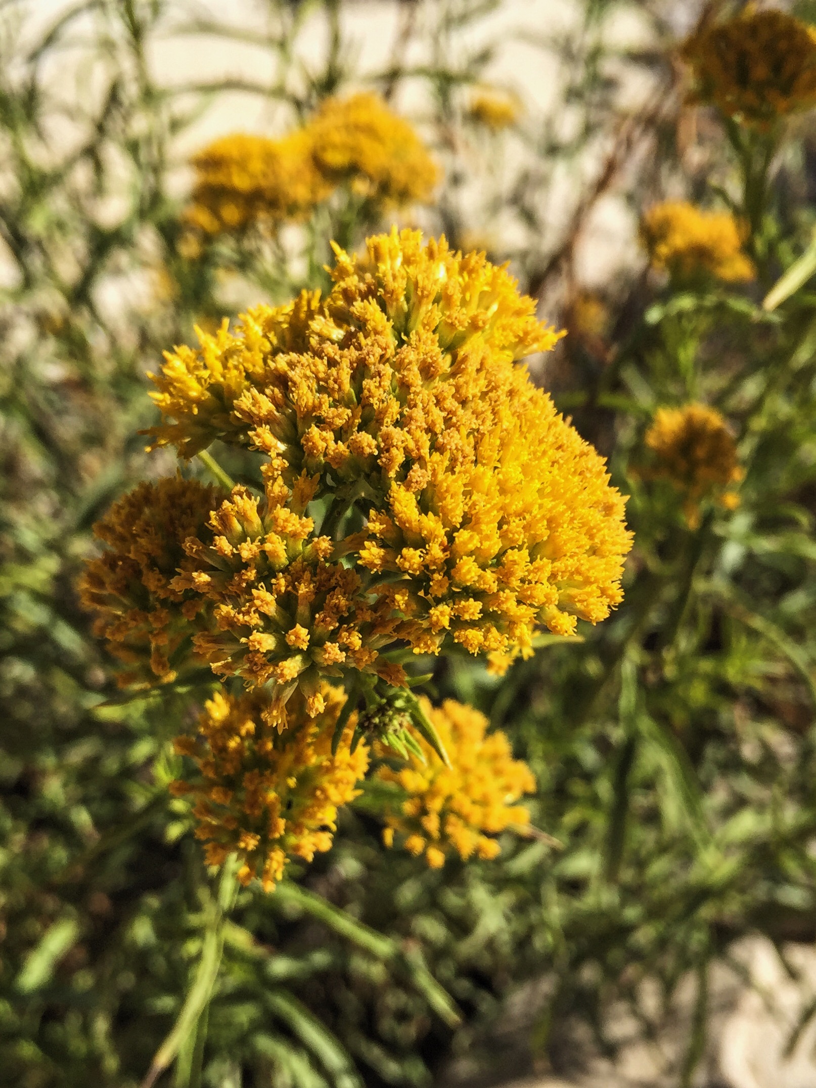 Isocoma pluriflora