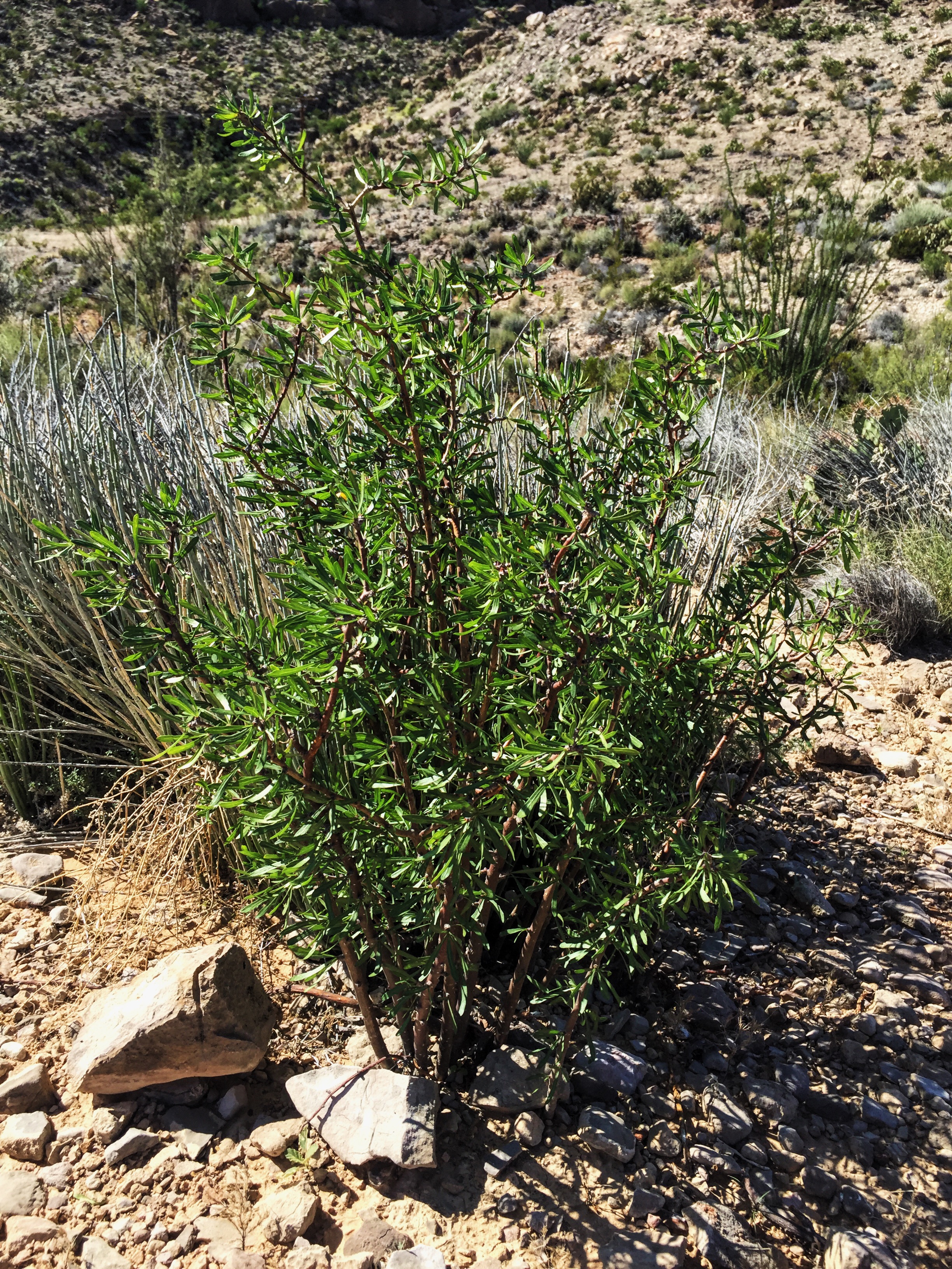Jatropha dioica