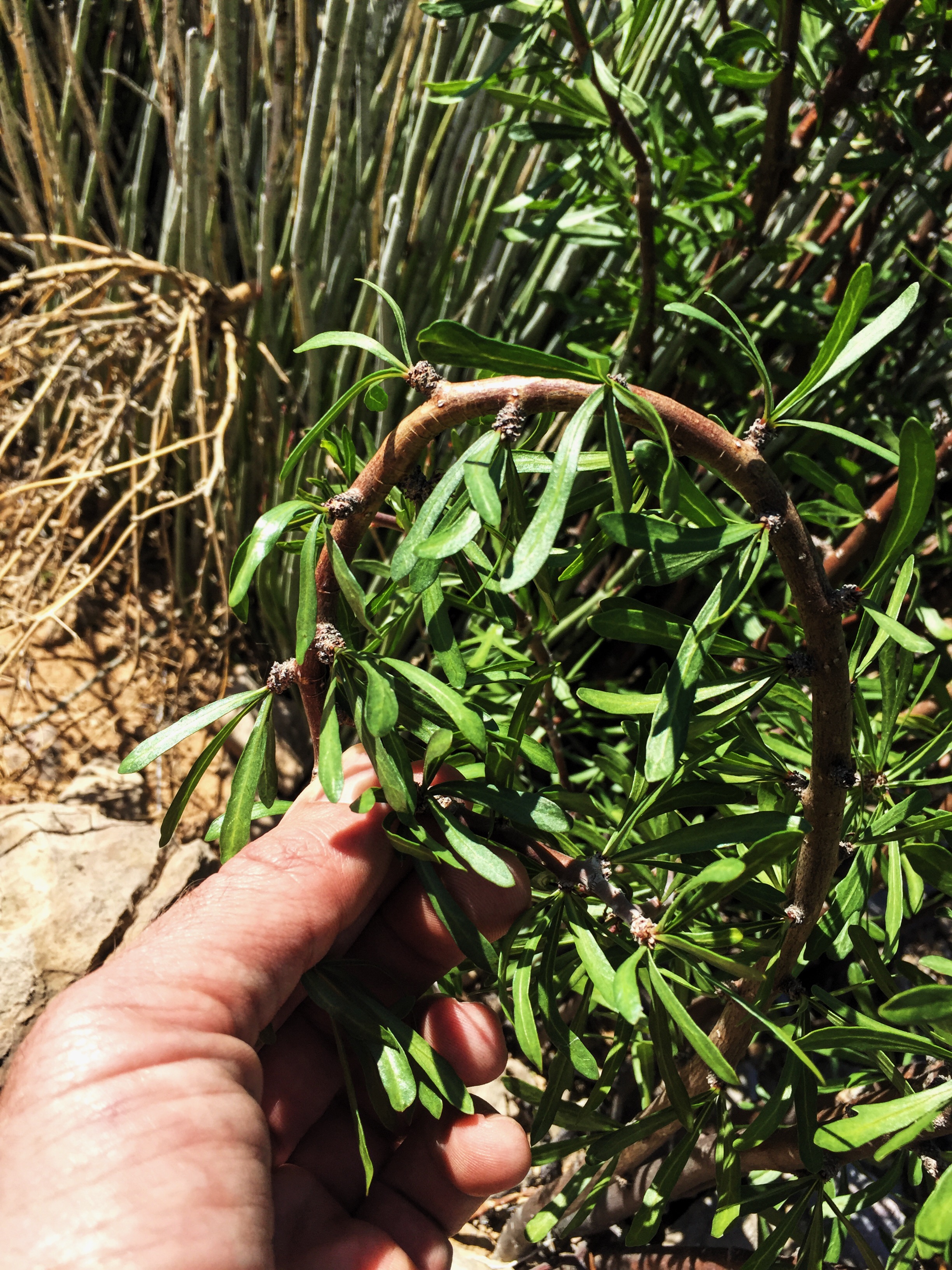 Jatropha dioica