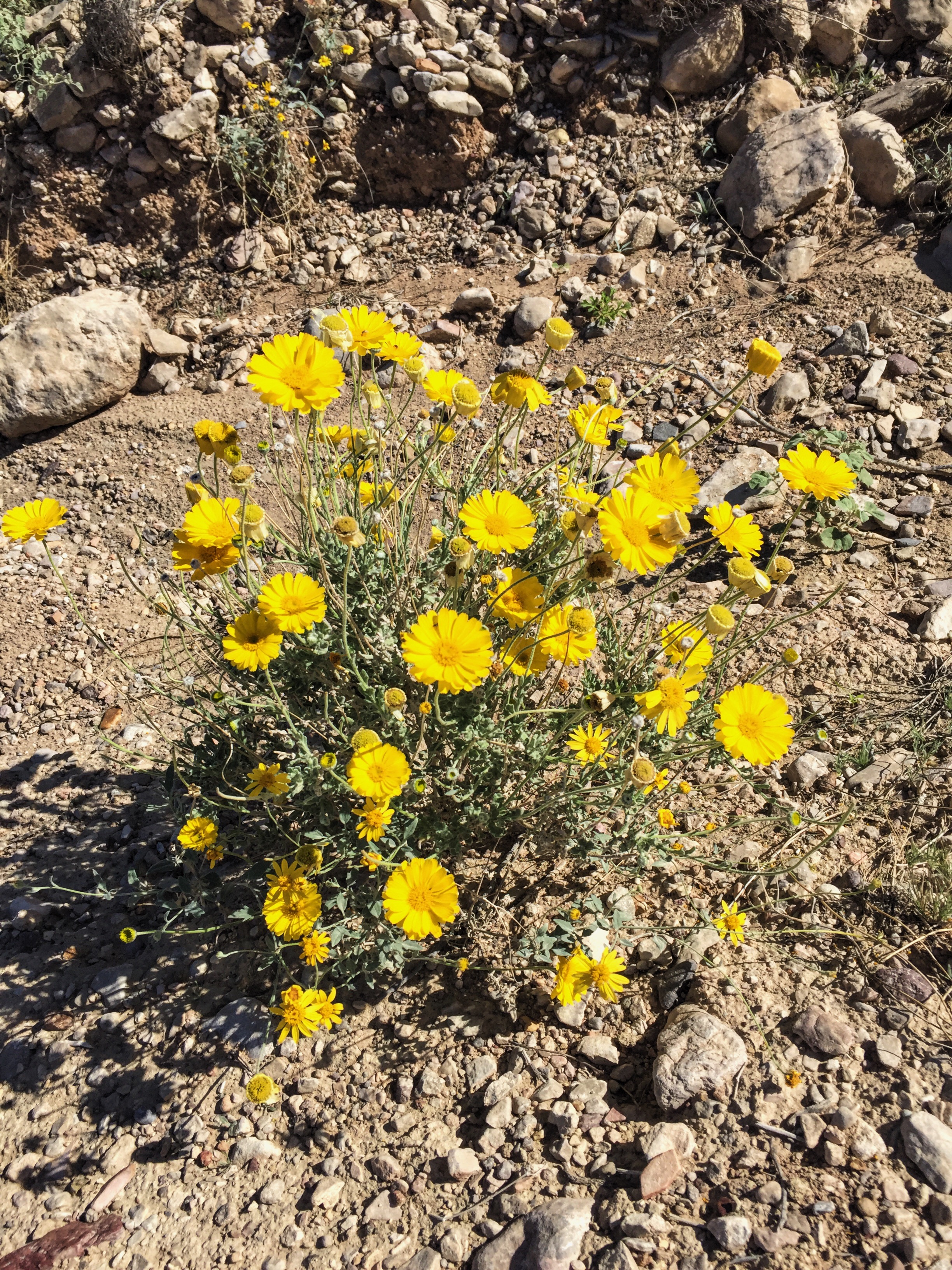 Baileya multiradiata