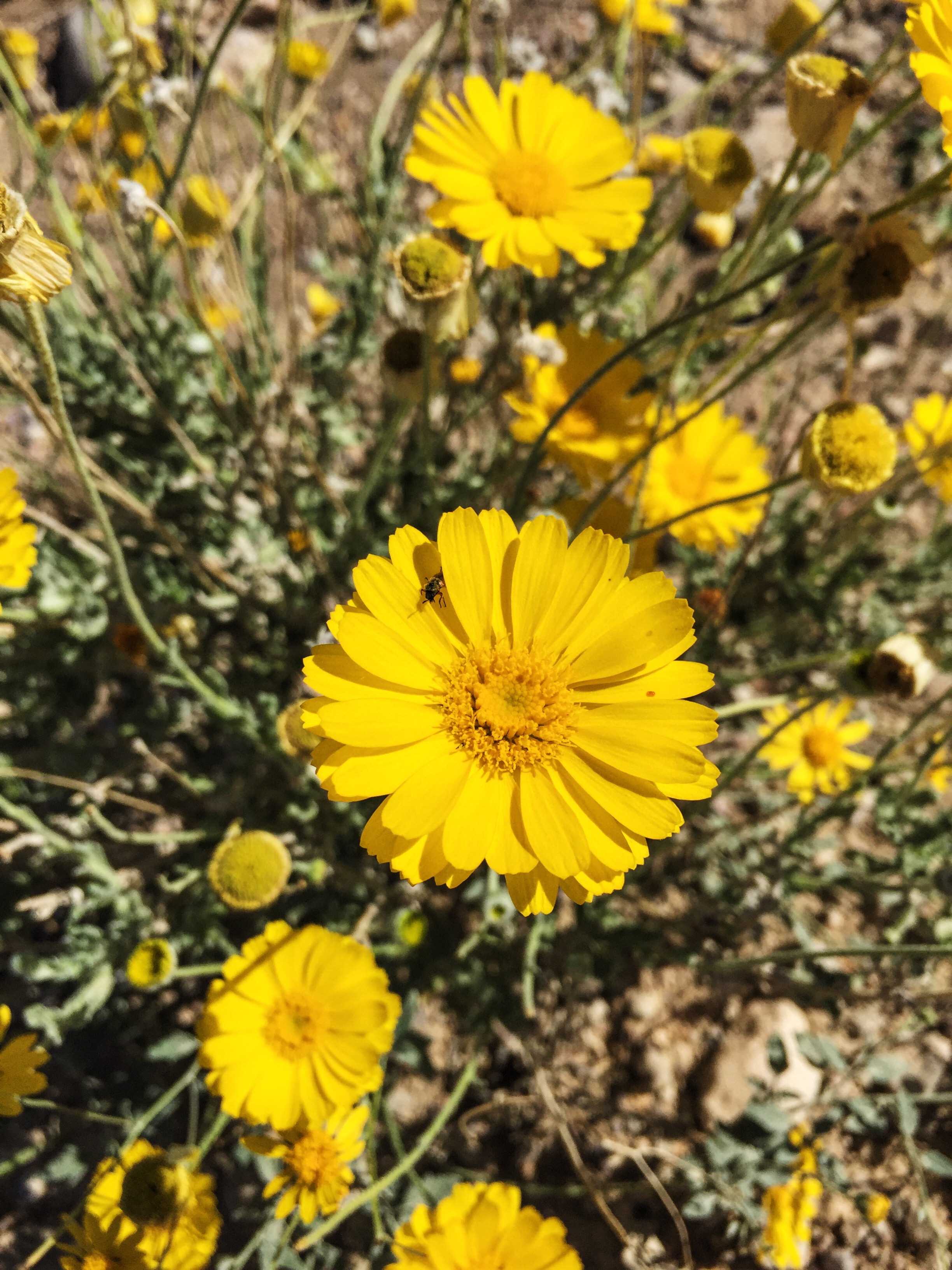 Baileya multiradiata