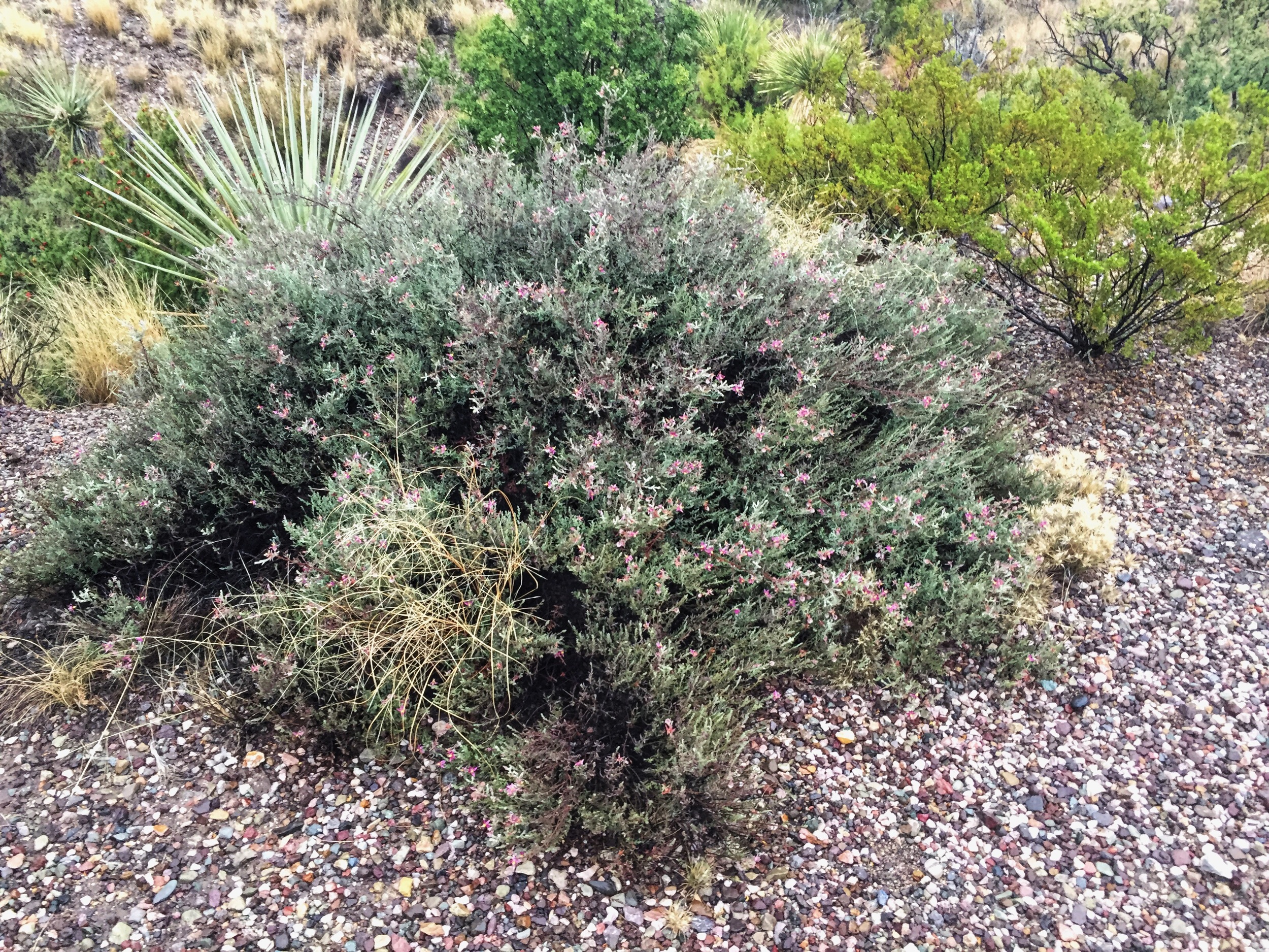 Krameria grayi