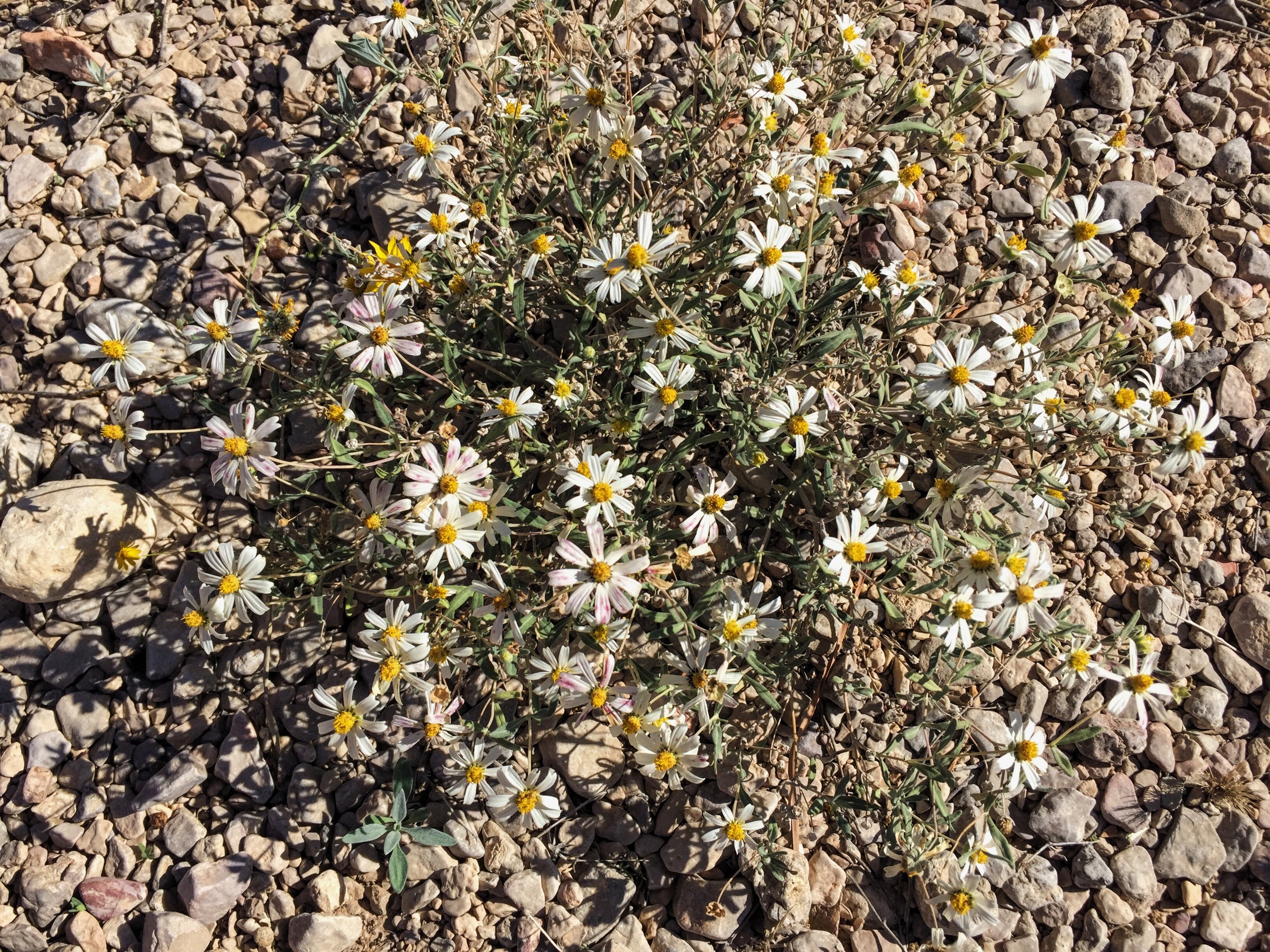 Melampodium leucanthum