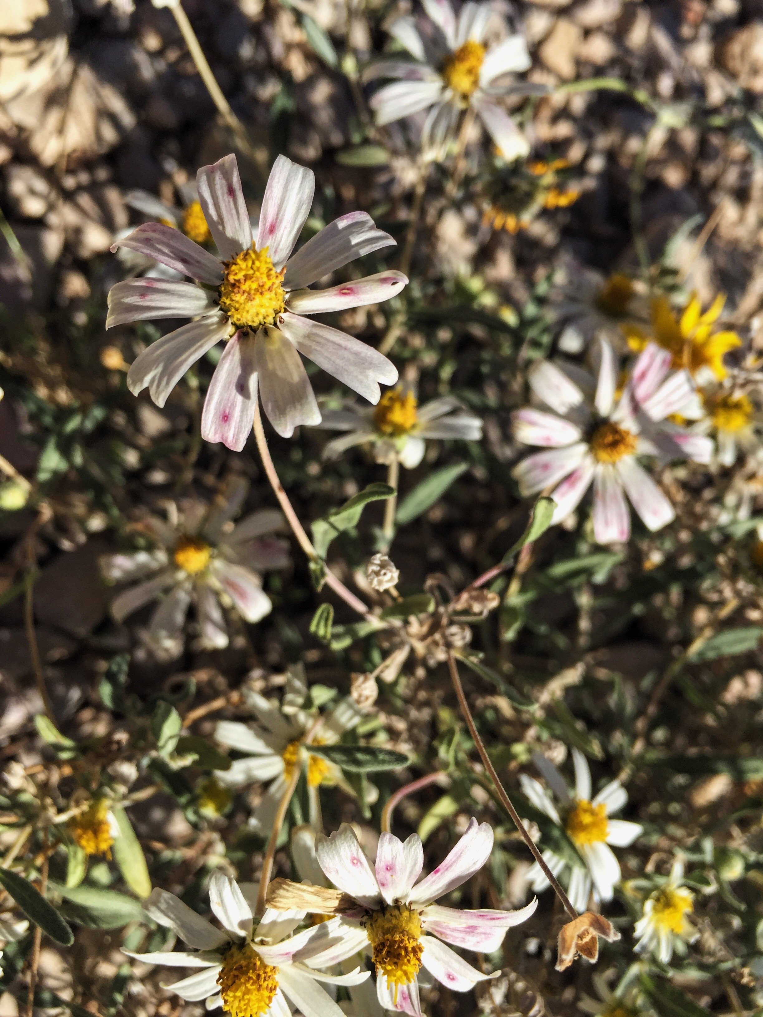 Melampodium leucanthum