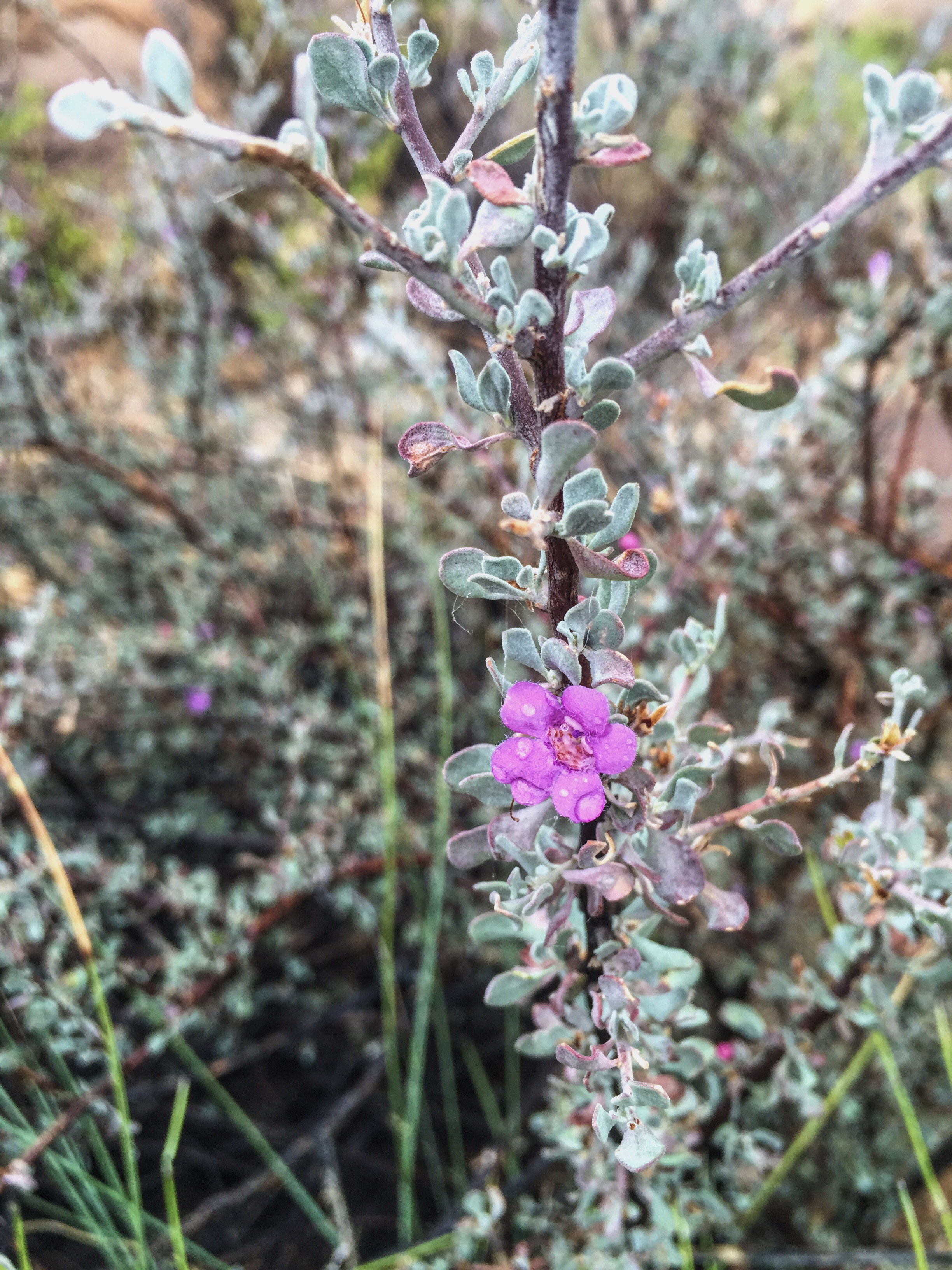 Leucophyllum minus 