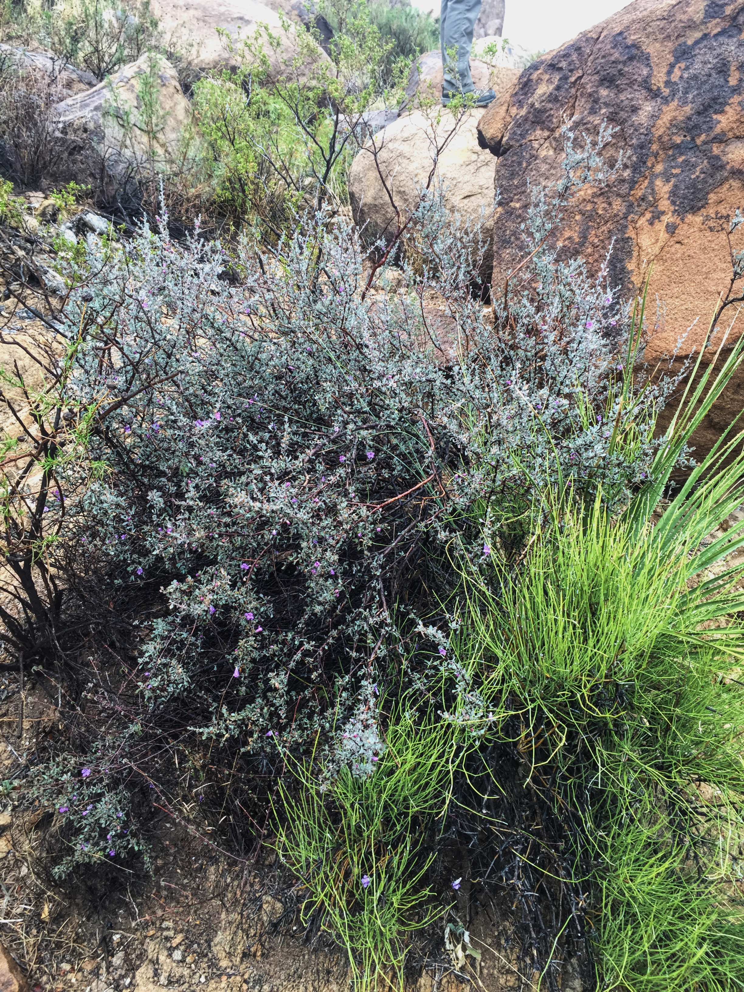 Leucophyllum minus