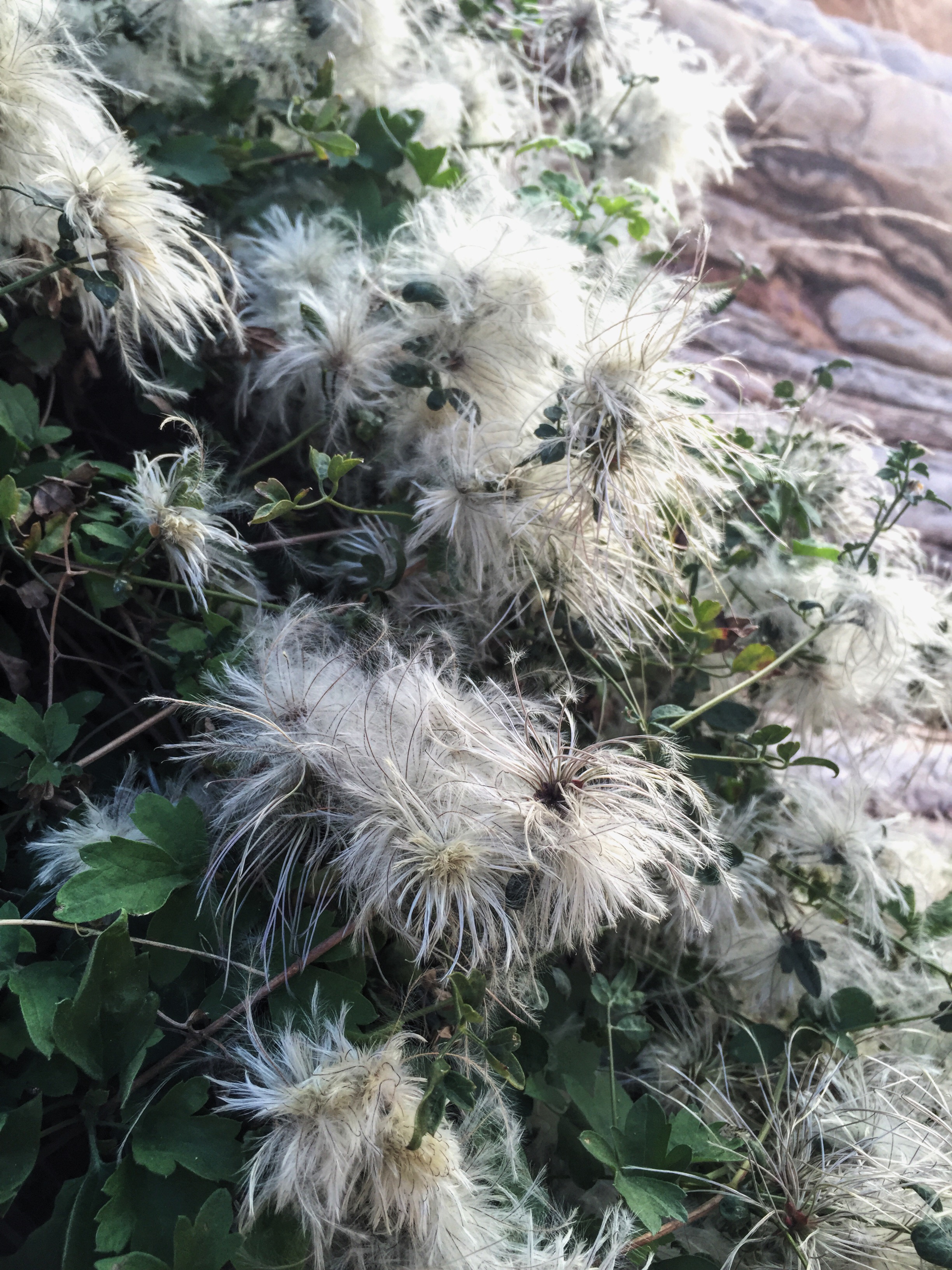 Clematis drummondii